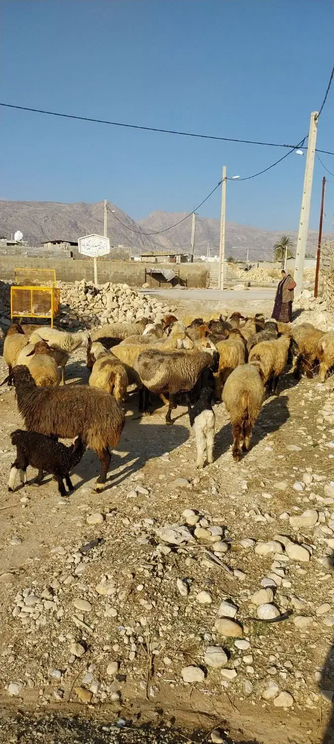 ۰۰۰|حیوانات مزرعه|فیروزآباد (فارس), |دیوار