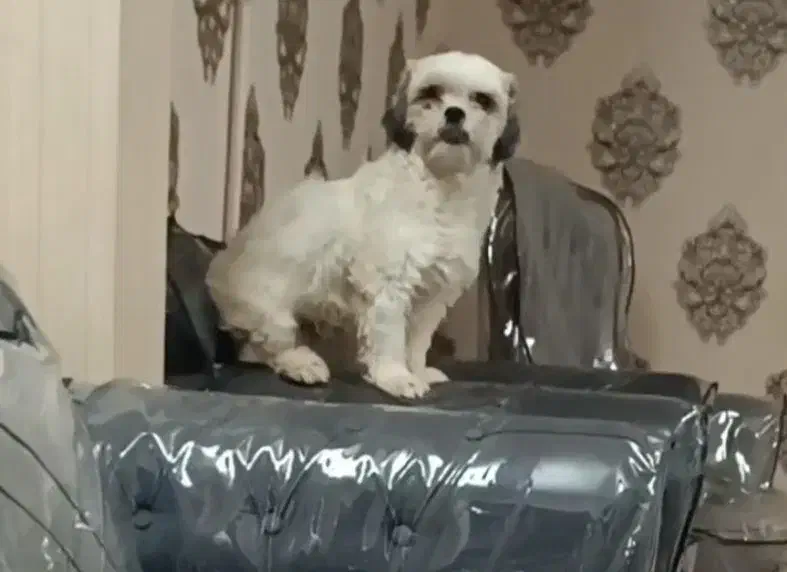 سگ شیتزو|سگ|مشهد, انقلاب|دیوار