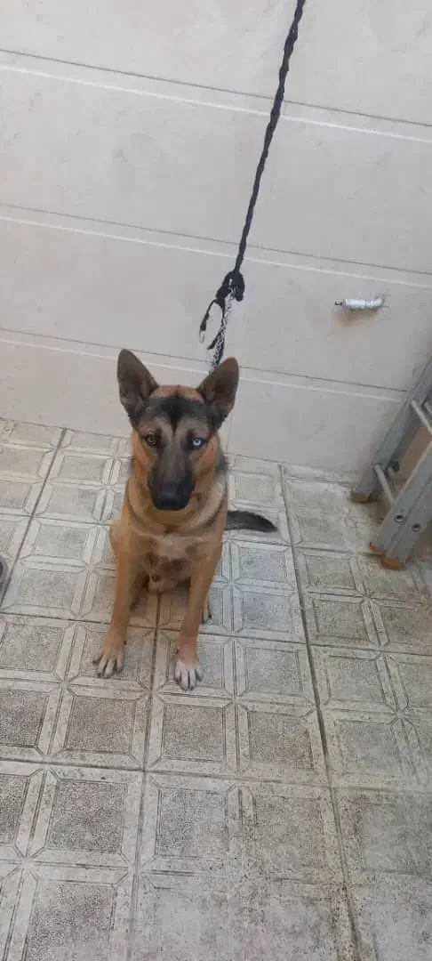 سگ ژرمن هاسکی 10ماهه نر|سگ|قرچک, زیبا شهر|دیوار