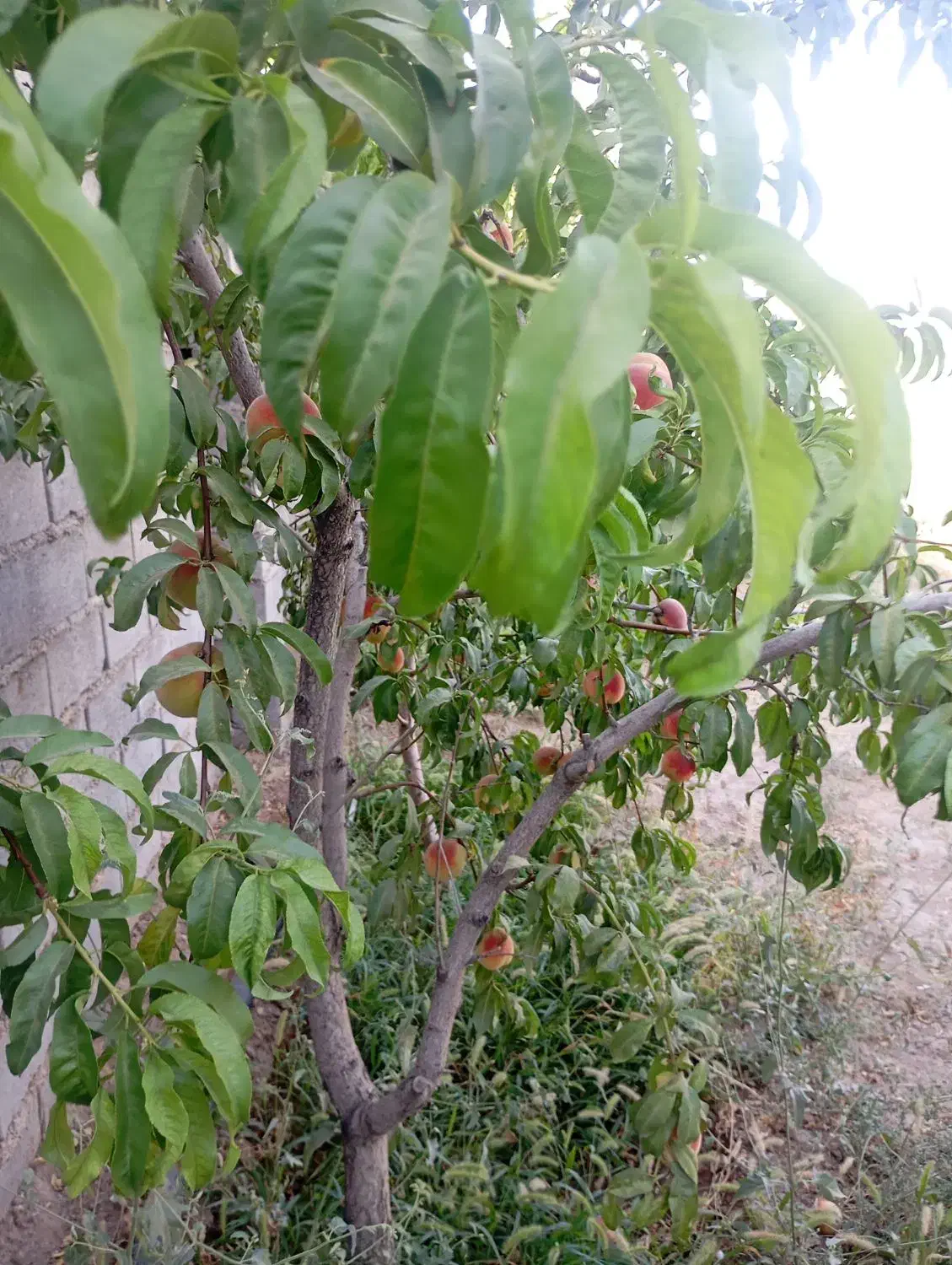 فروش باغ وویلا بابرق وآب وگاز مالکیتی|فروش خانه و ویلا|صوفیان, |دیوار