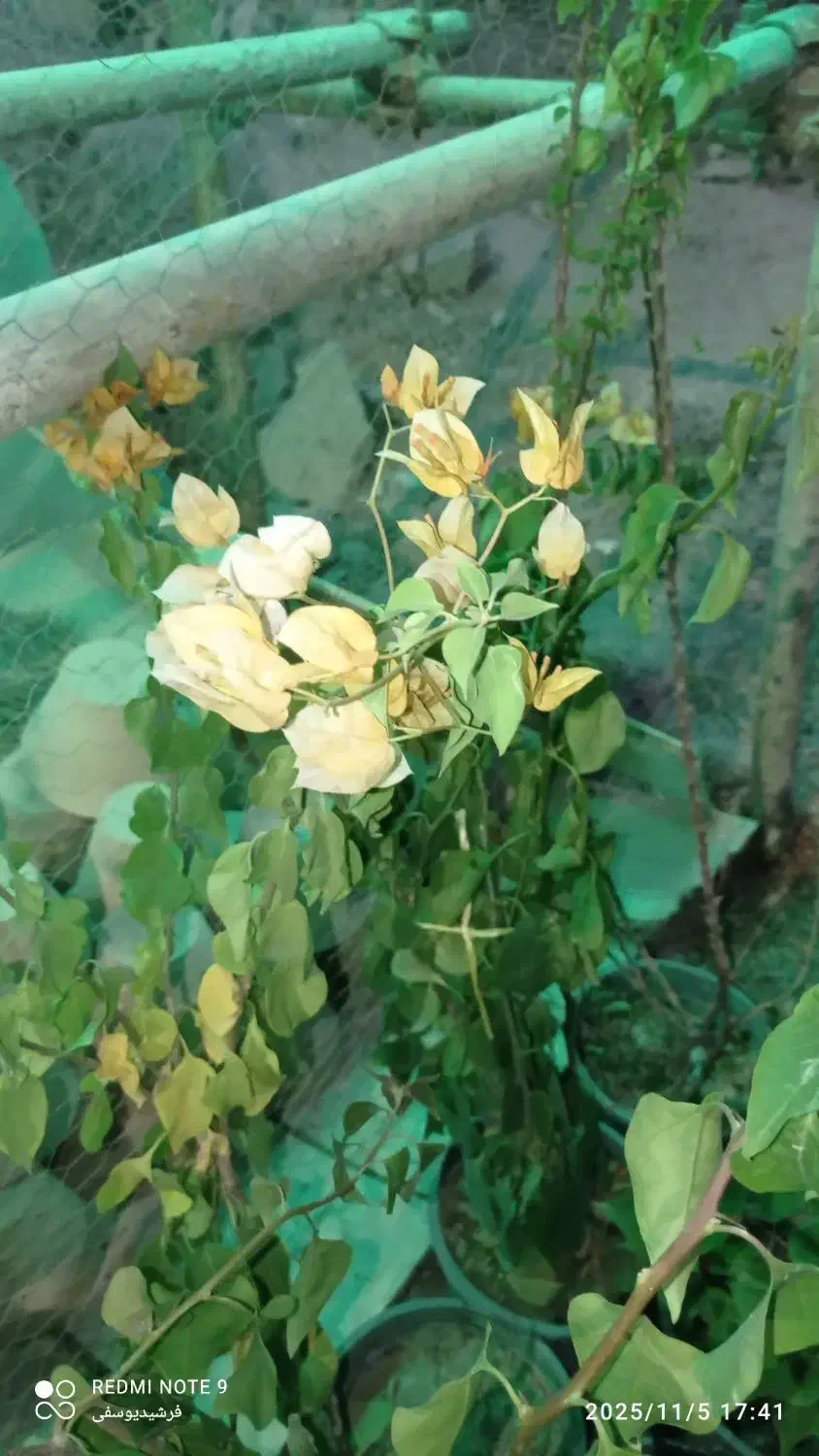 گل کاغذی خوزستان|گل و گیاه طبیعی|مراغه, |دیوار