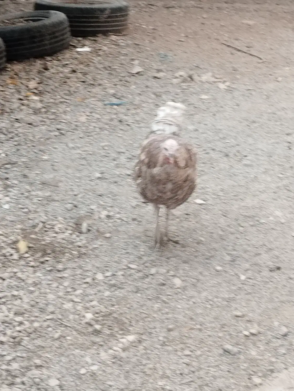 بوقلمون محلی اصل ماده|حیوانات مزرعه|یاسوج, |دیوار