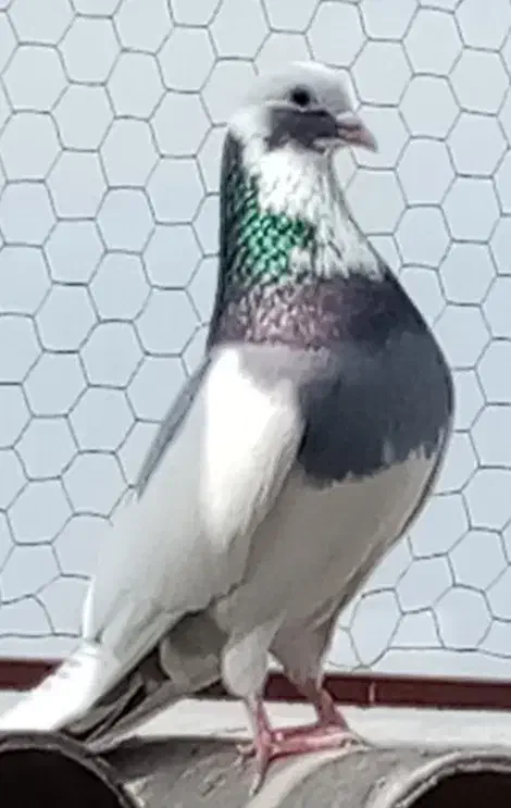 کبوتر پرشی|پرنده|آمل, |دیوار