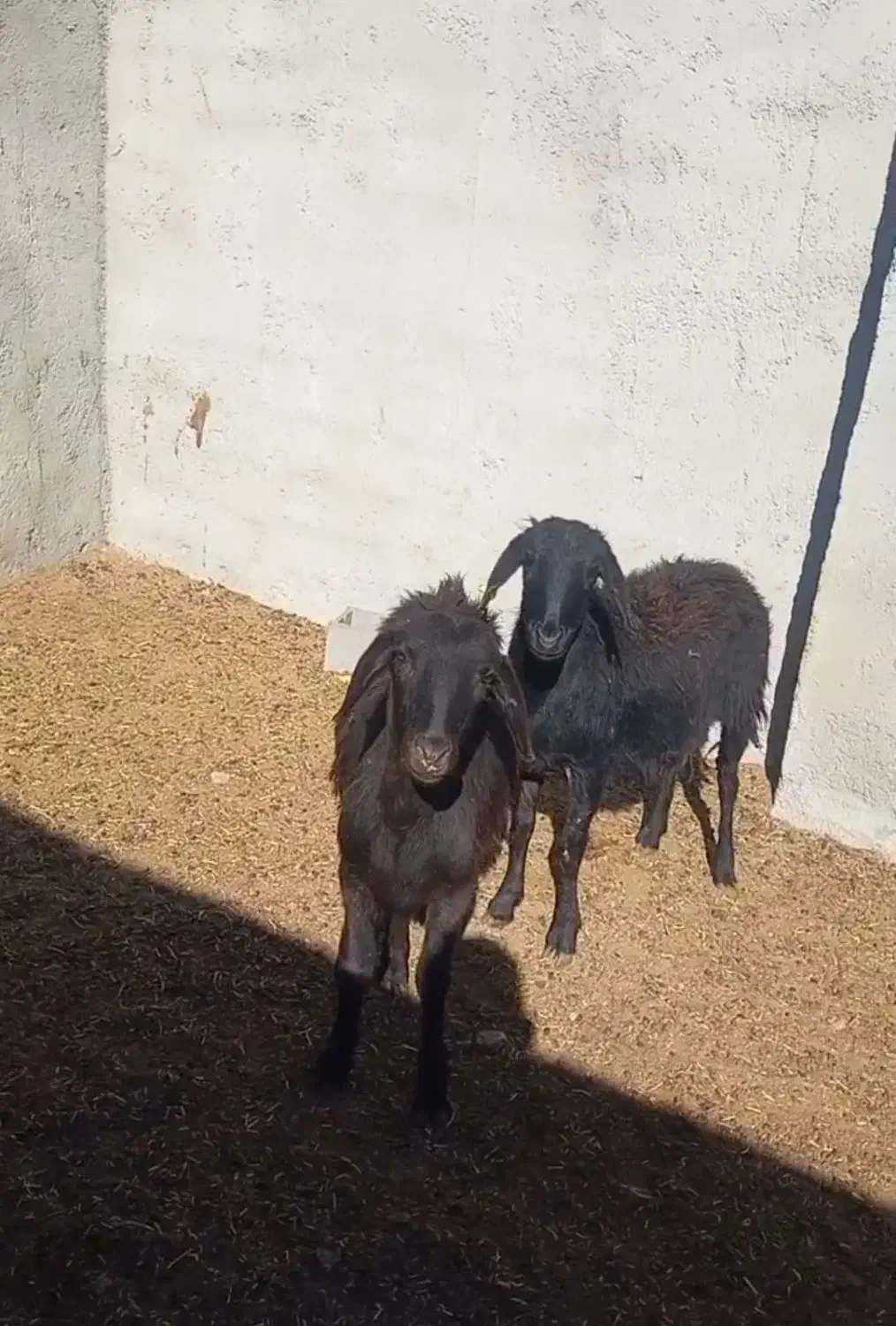 شیشک قره قزل|حیوانات مزرعه|شاهرود, |دیوار