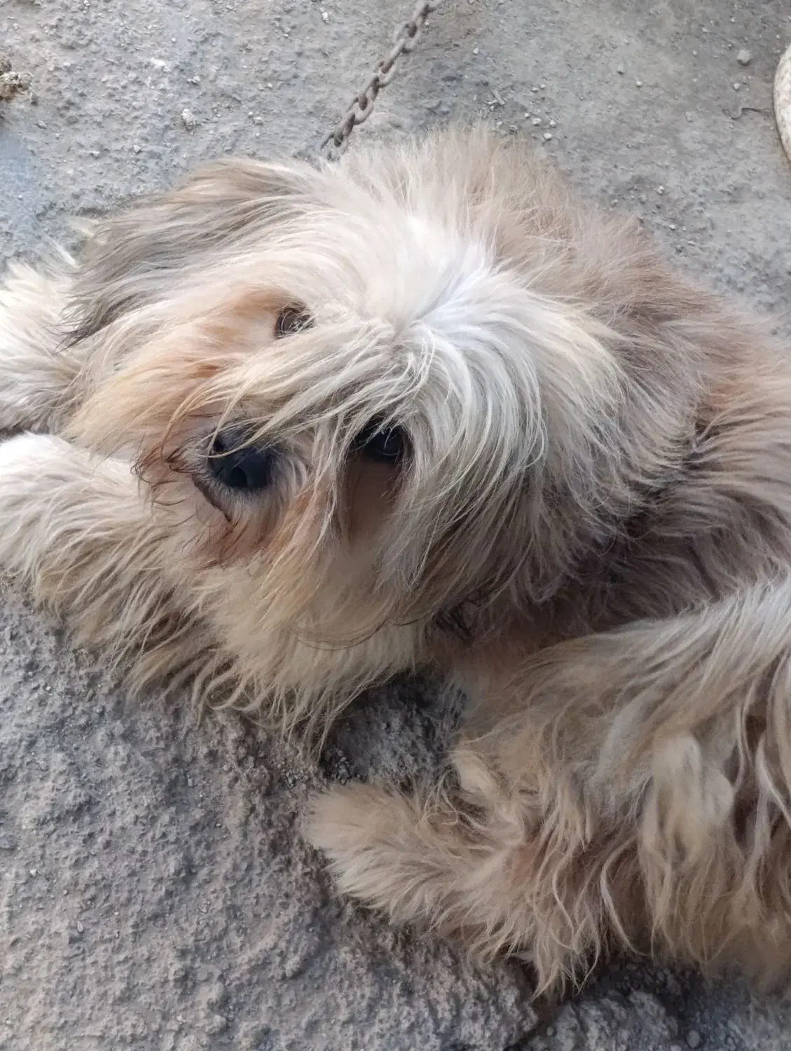 سگ نژاد دار رنگ پسته‌ای|سگ|قائم‌شهر, |دیوار