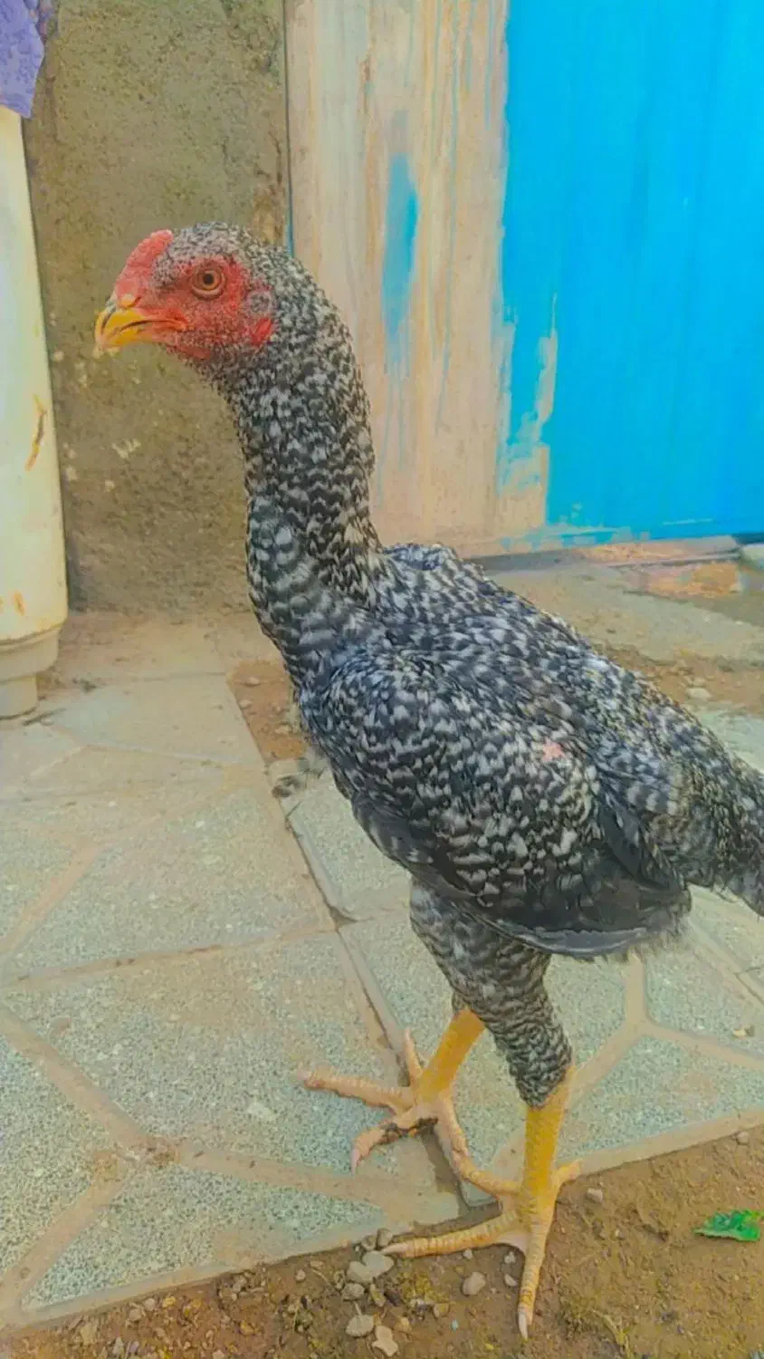 خروس لاری شیش ماهه خار زن|کلکسیون سکه، تمبر، اسکناس|مشهد, شهید احمدی روشن|دیوار