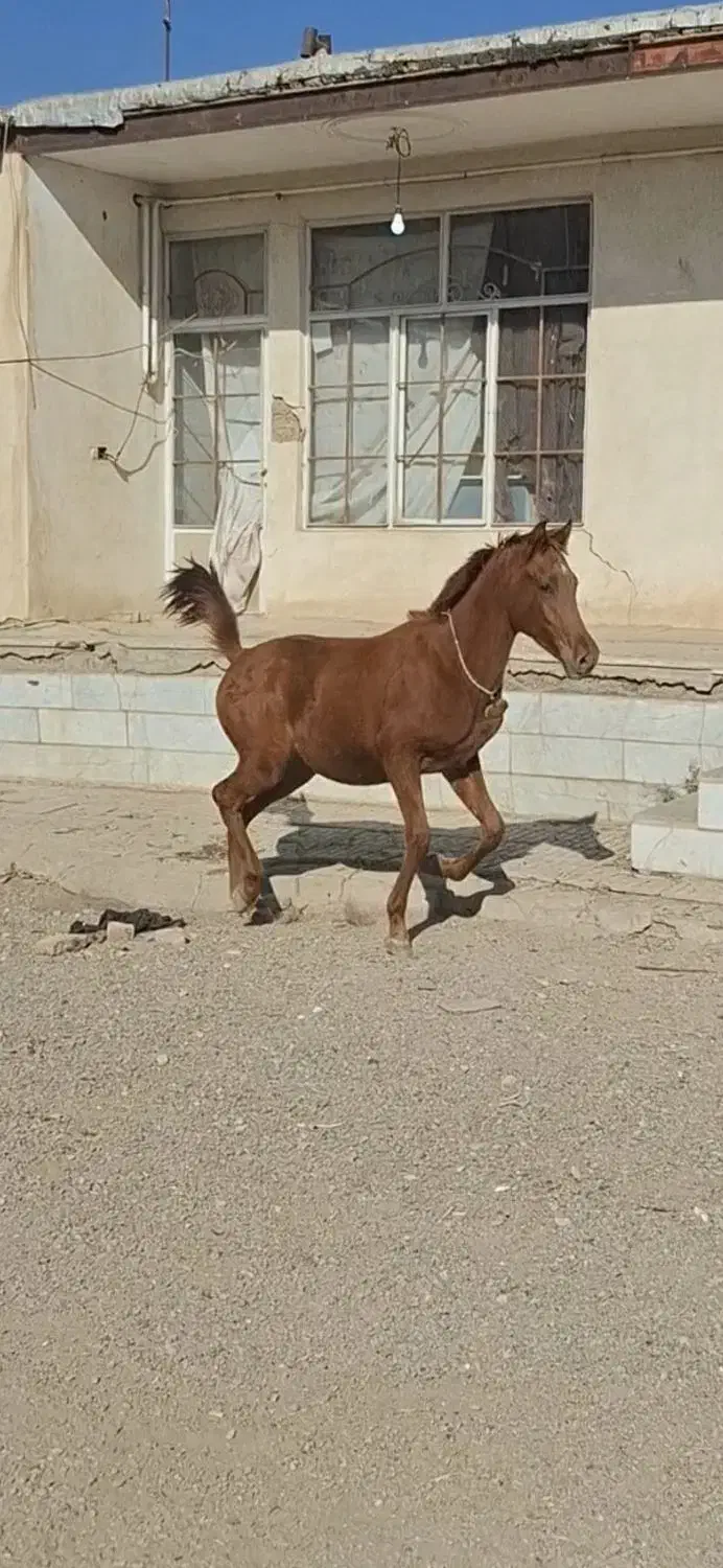 کره نریان یکسر مصری|اسب و تجهیزات اسب‌سواری|الوند, |دیوار