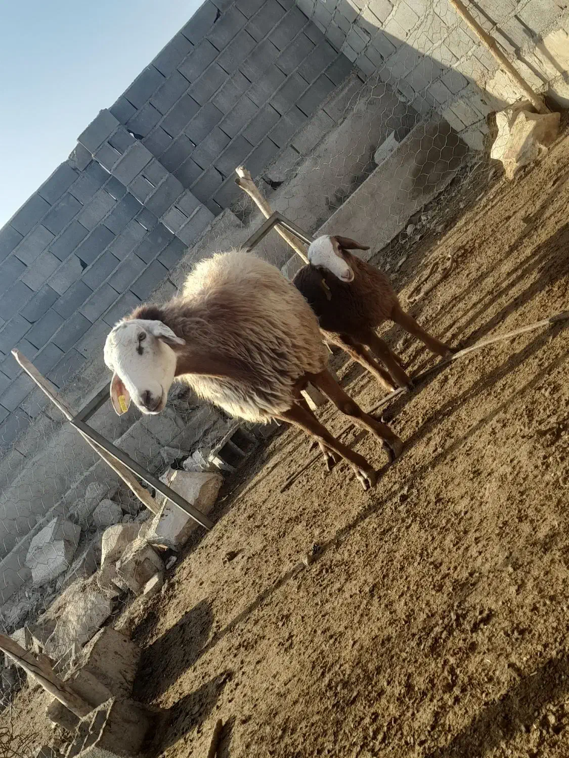 میش هتروو|حیوانات مزرعه|شیروان (خراسان), |دیوار