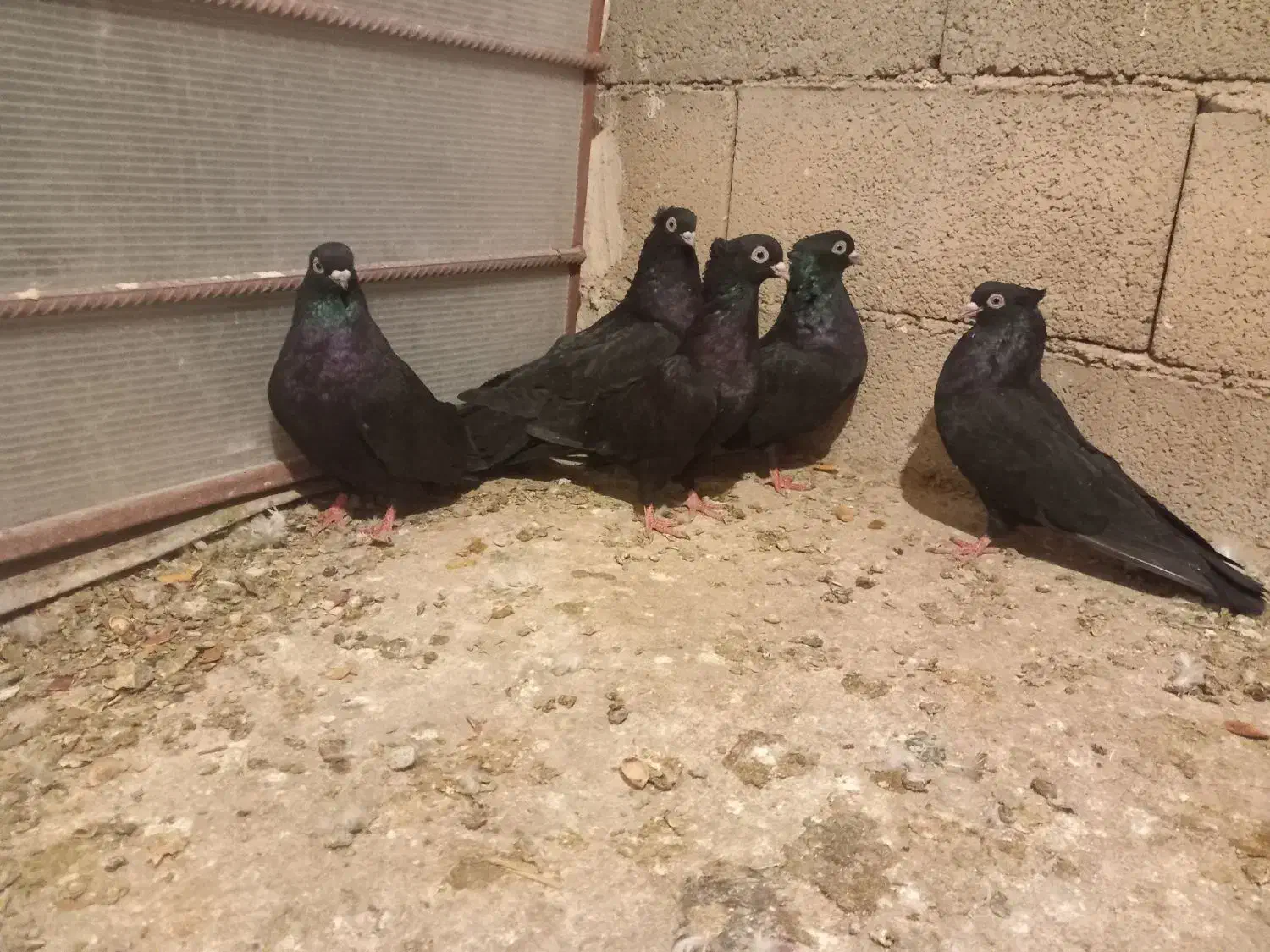 فروشی|پرنده|منج, |دیوار