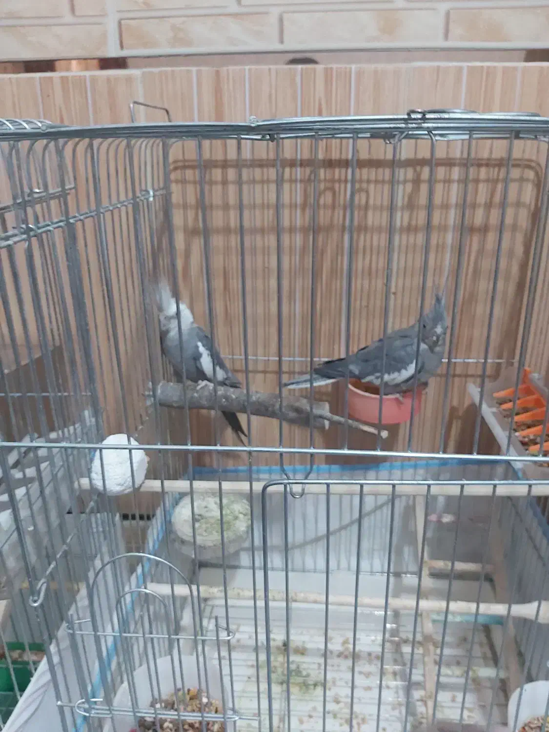 لباس عروس هلندی|لباس|زاهدان, |دیوار