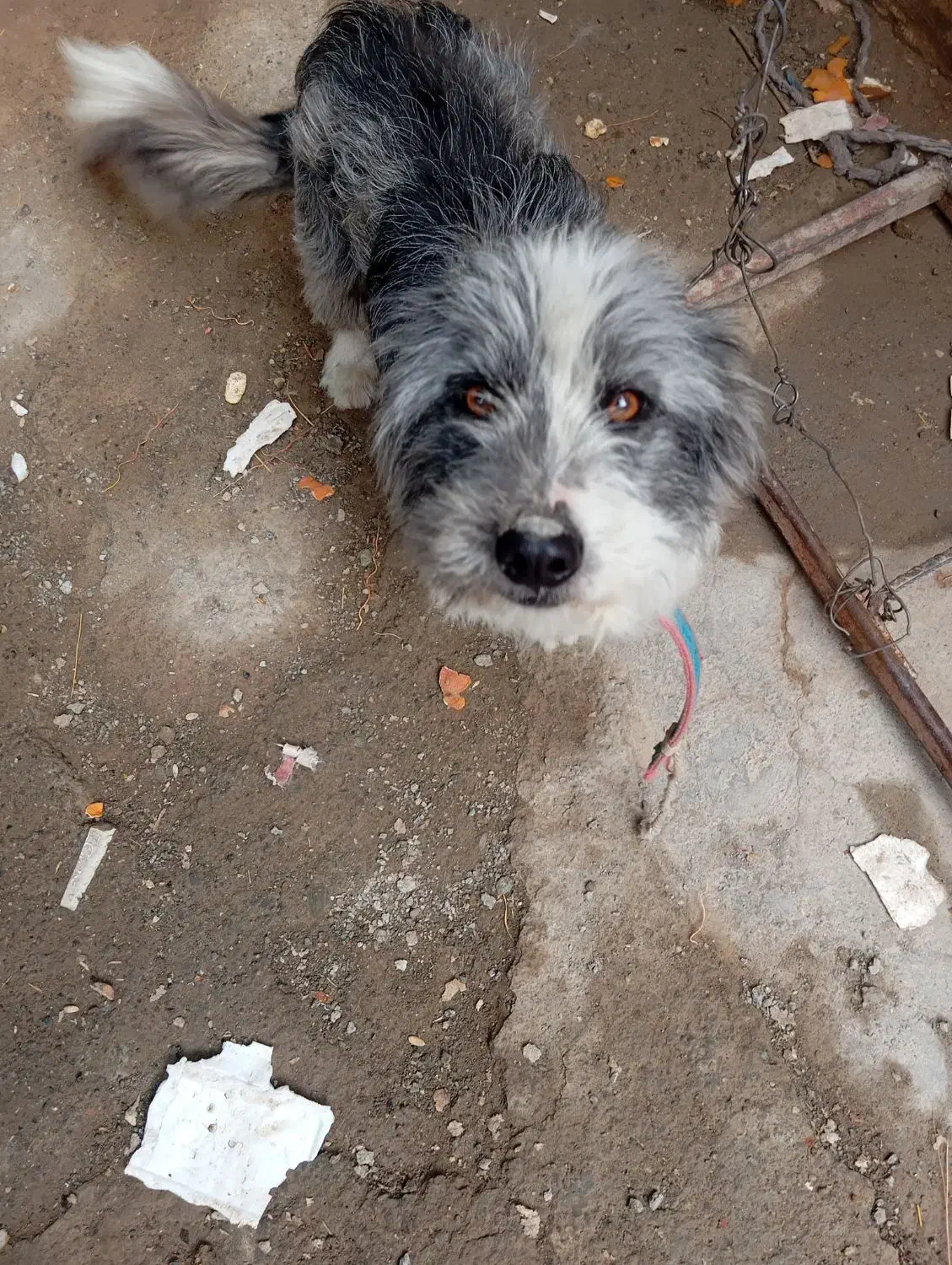 یک عدد سگ بازیگوش|سگ|بیرجند, |دیوار