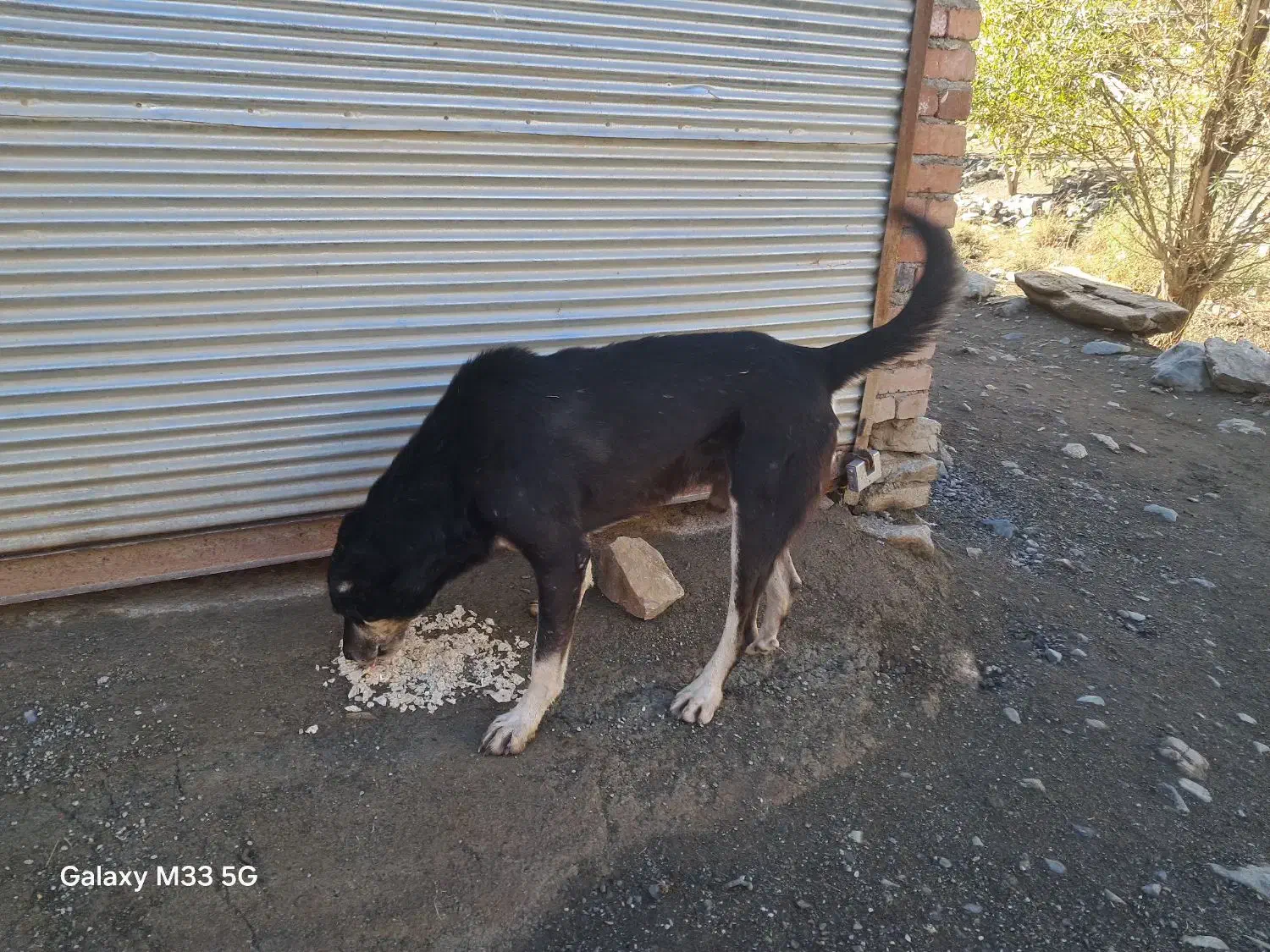 معاوضه|سگ|مریوان, |دیوار