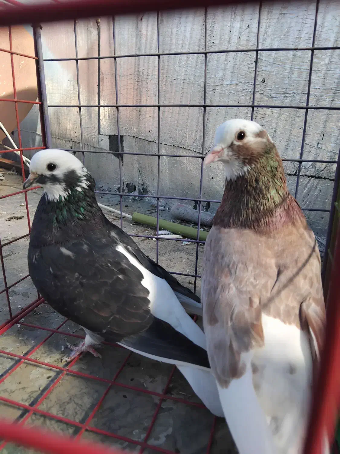 کبوتر|پرنده|فاضل آباد, |دیوار