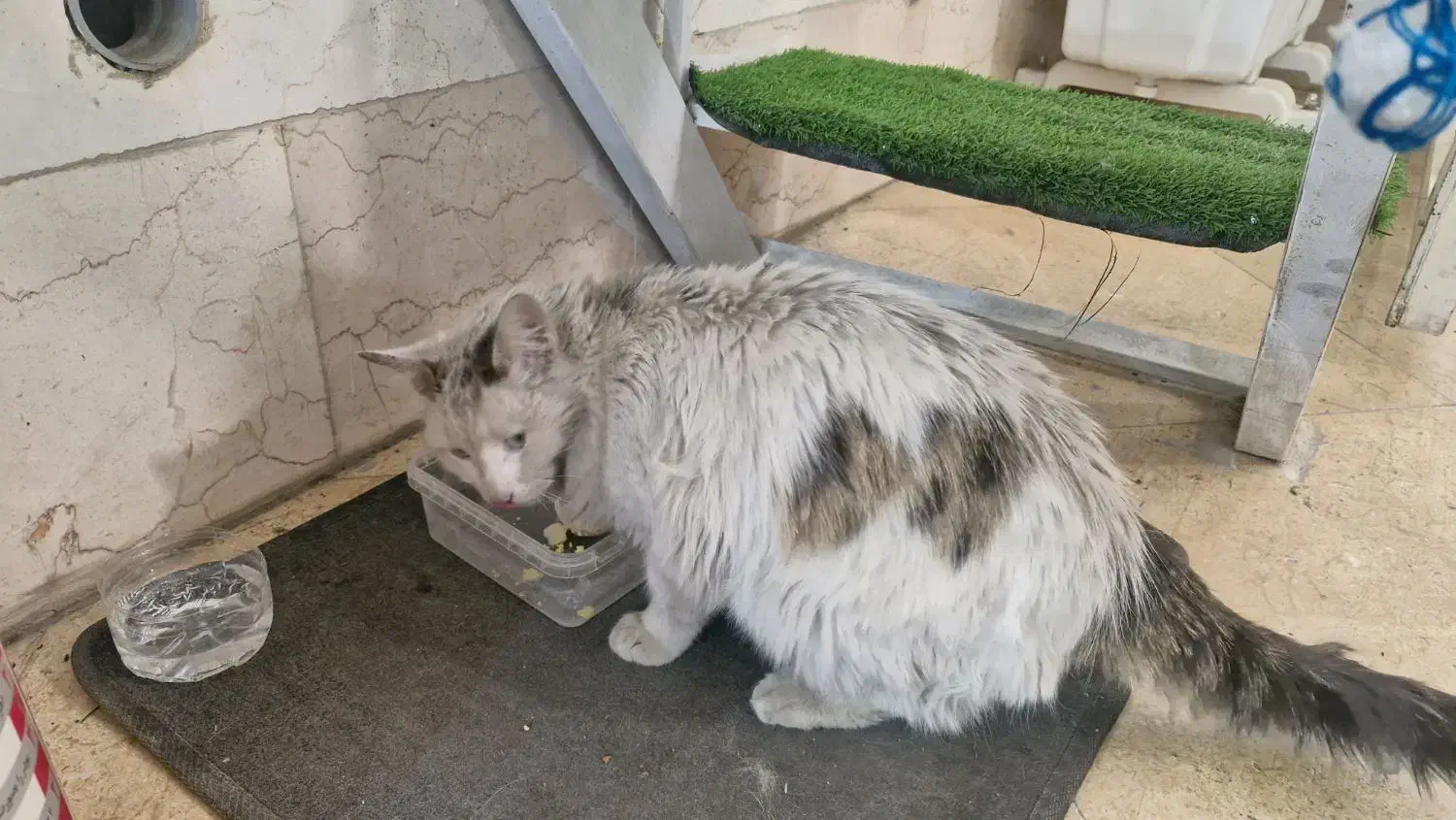 گربه|حیوانات|قدس, شهرقدس|دیوار