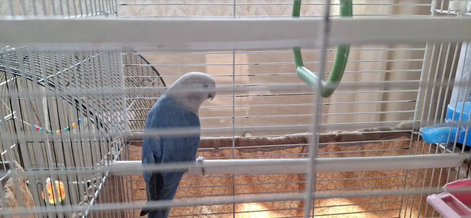 پرنده کوتوله|پرنده|یزد, |دیوار