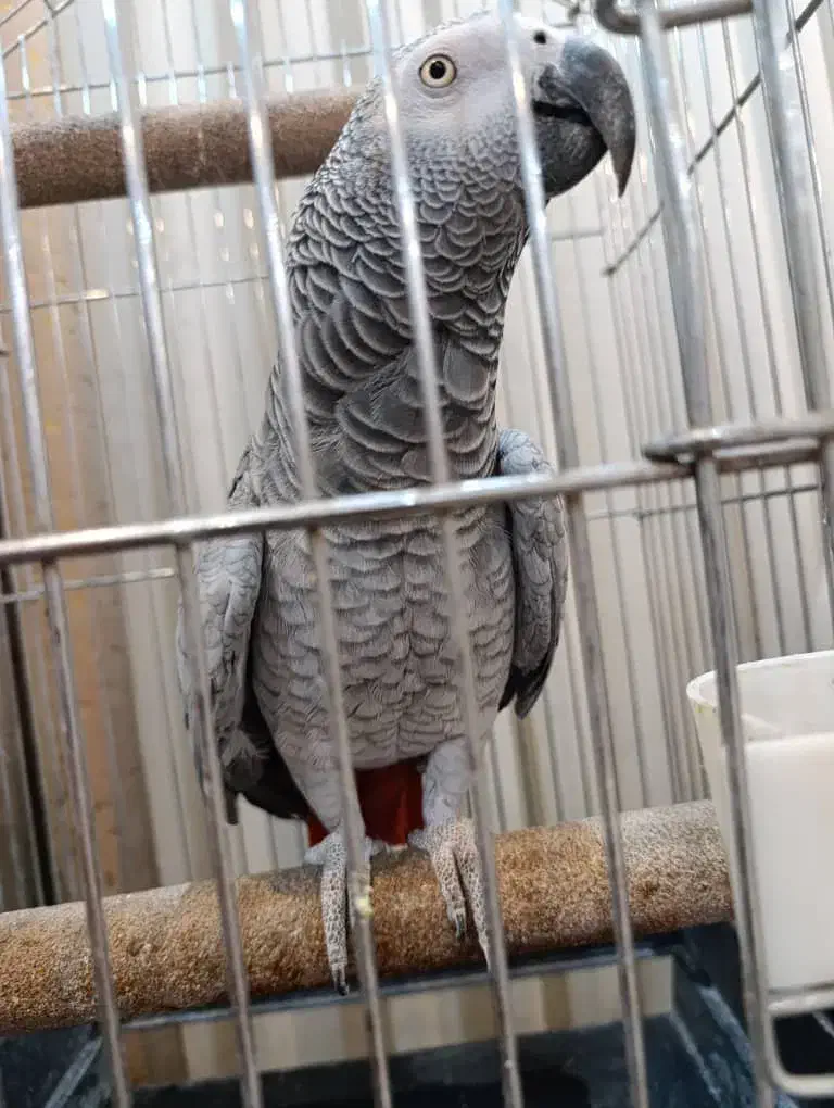 کاسکو رام دستی باهوش پرکلام|پرنده|تهران, اسکندری|دیوار