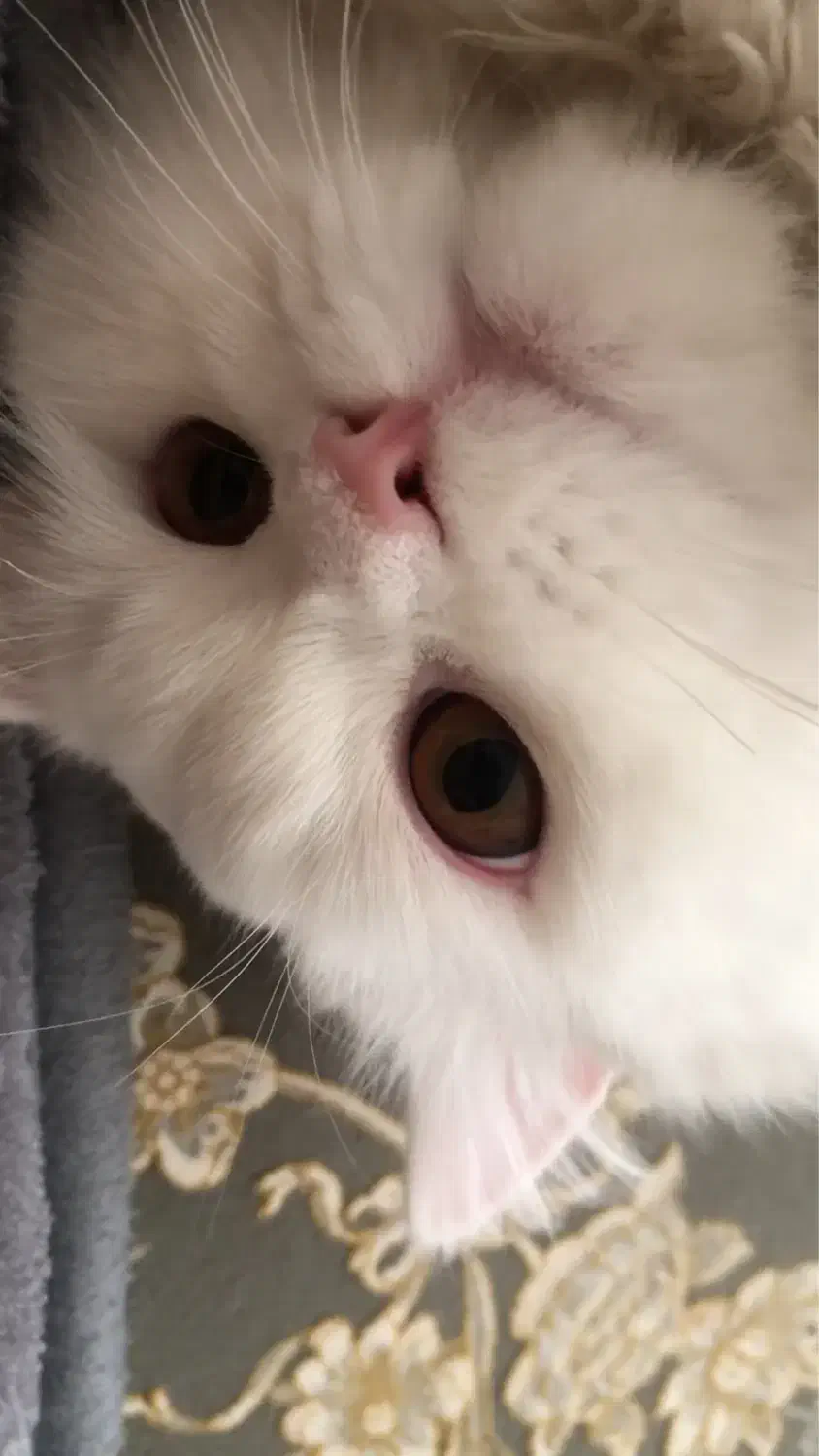 گربه|گربه|کرمانشاه, |دیوار