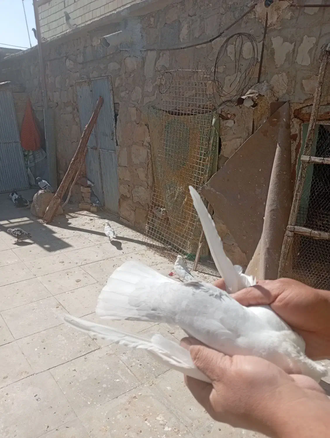 کبوتر دم الماسی|پرنده|فسا, |دیوار