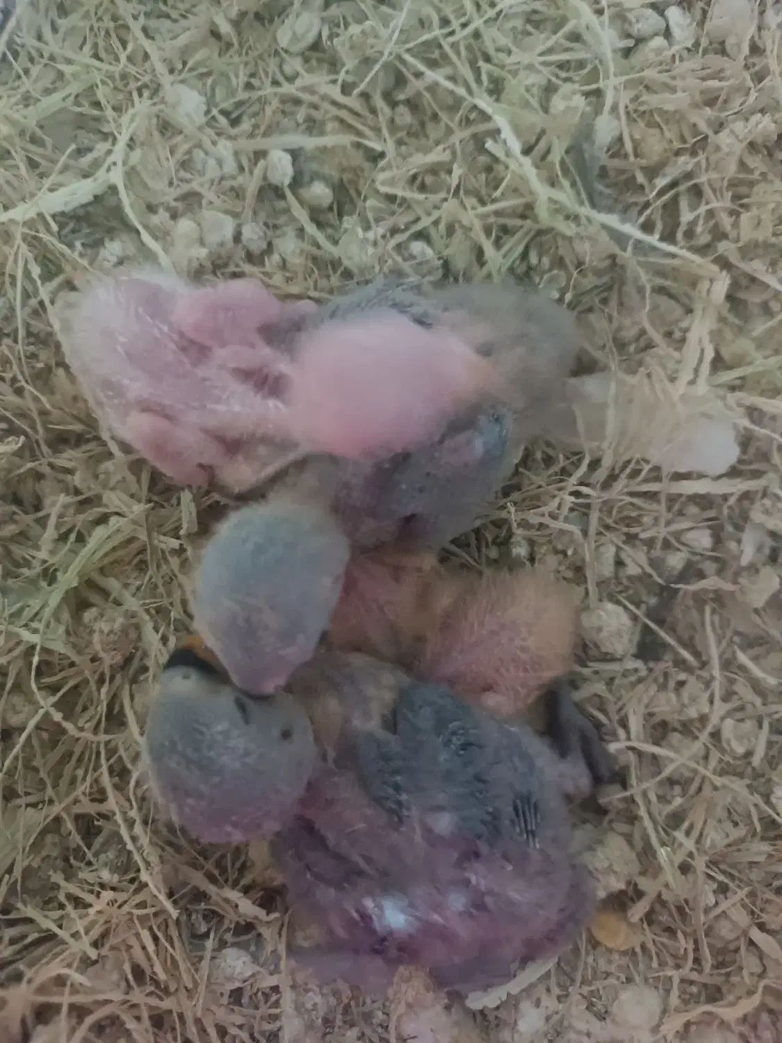 جوجه طوطی برزیلی سرلاکی|پرنده|نکا, |دیوار