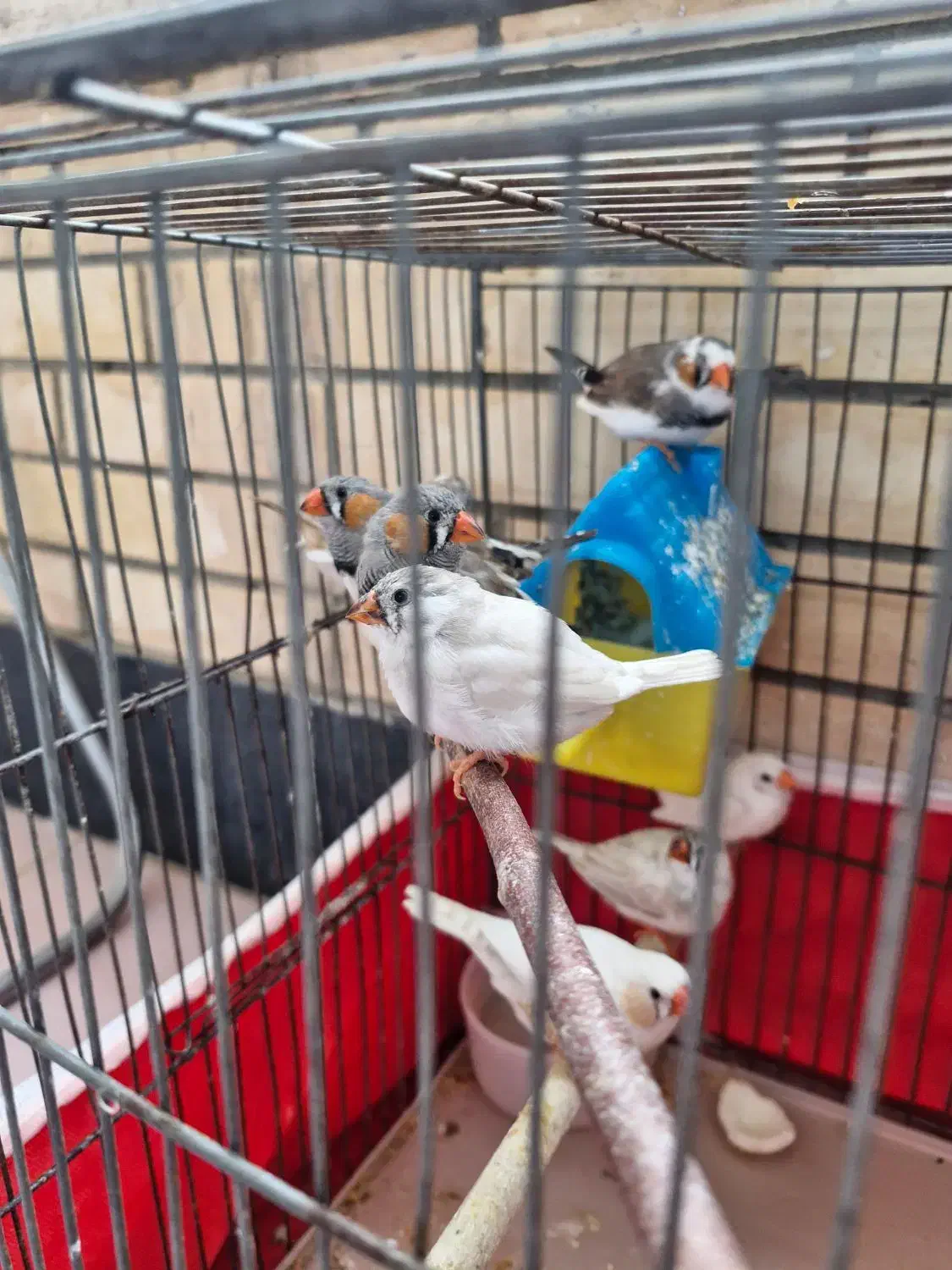 سه جفت فنچ مولد|پرنده|اصفهان, سپاهان‌شهر|دیوار