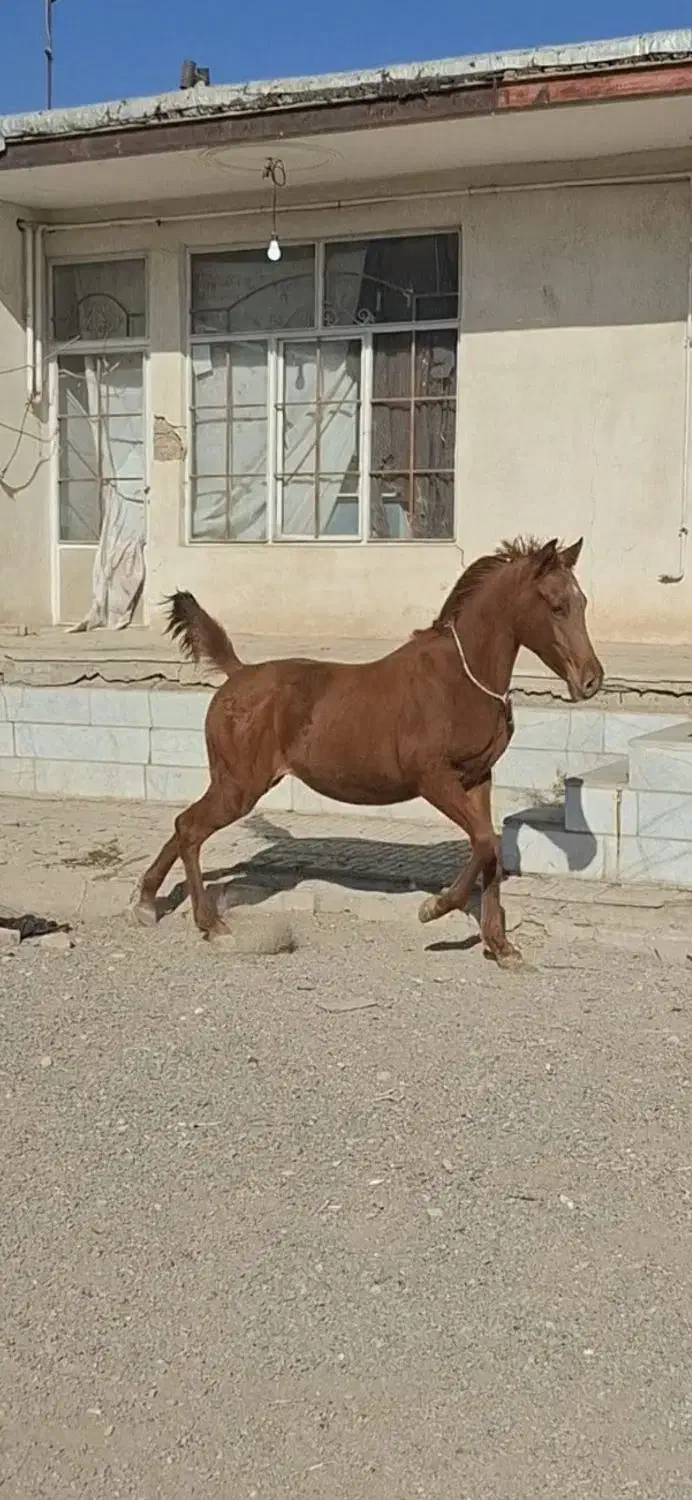 کره نریان یکسر مصری|اسب و تجهیزات اسب‌سواری|الوند, |دیوار