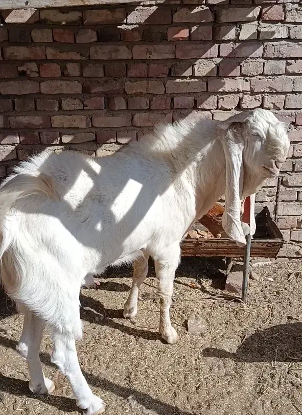 بز گلابی اصل|حیوانات مزرعه|زابل, |دیوار