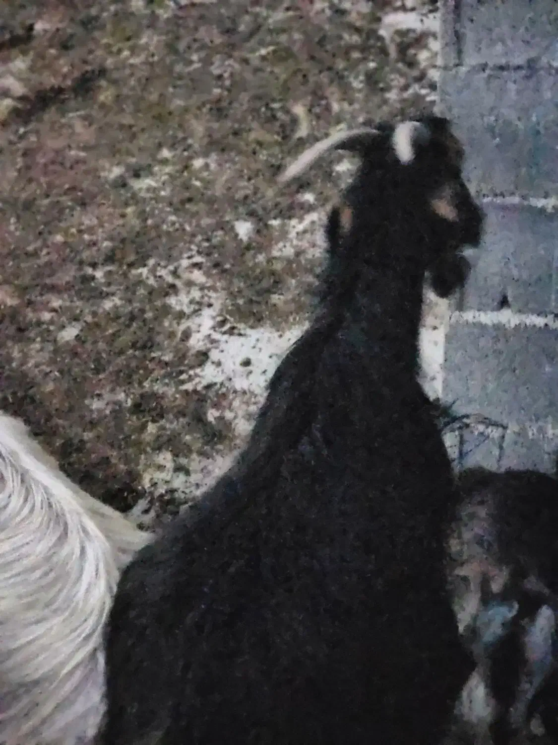 بز نژاد خوب|حیوانات مزرعه|کازرون, |دیوار