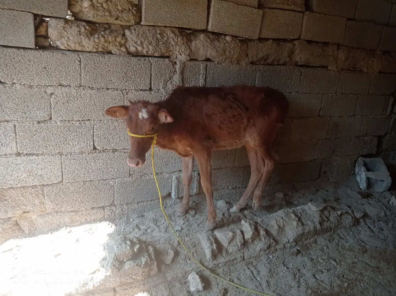 گاو وگوساله|حیوانات مزرعه|برازجان, |دیوار