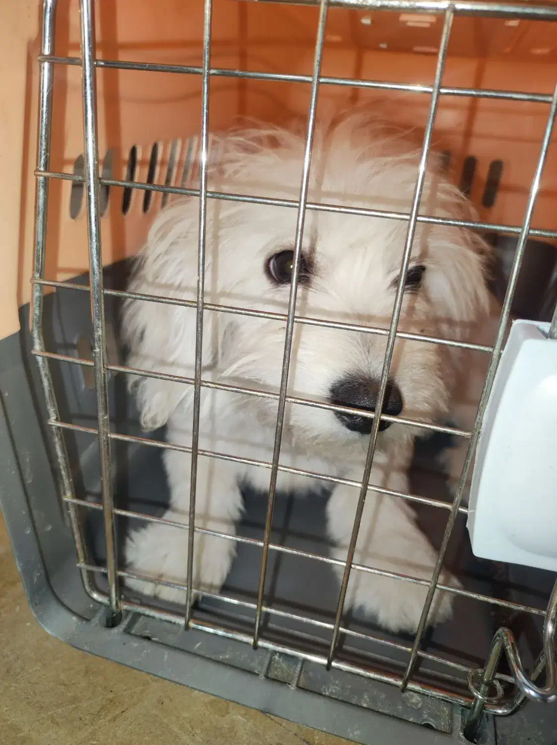 سلام ماده نژاد شیتزو تلییر اروم|سگ|پاکدشت, پاکدشت (مامازند)|دیوار