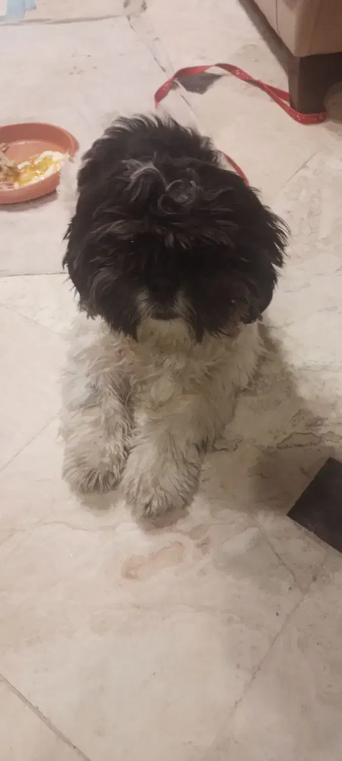 سگ شیتزو|سگ|چهارباغ, |دیوار