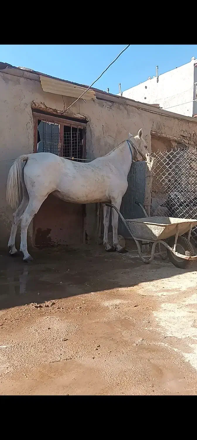 مادیان شکم طلا|اسب و تجهیزات اسبسواری|اسلامآباد غرب, |دیوار