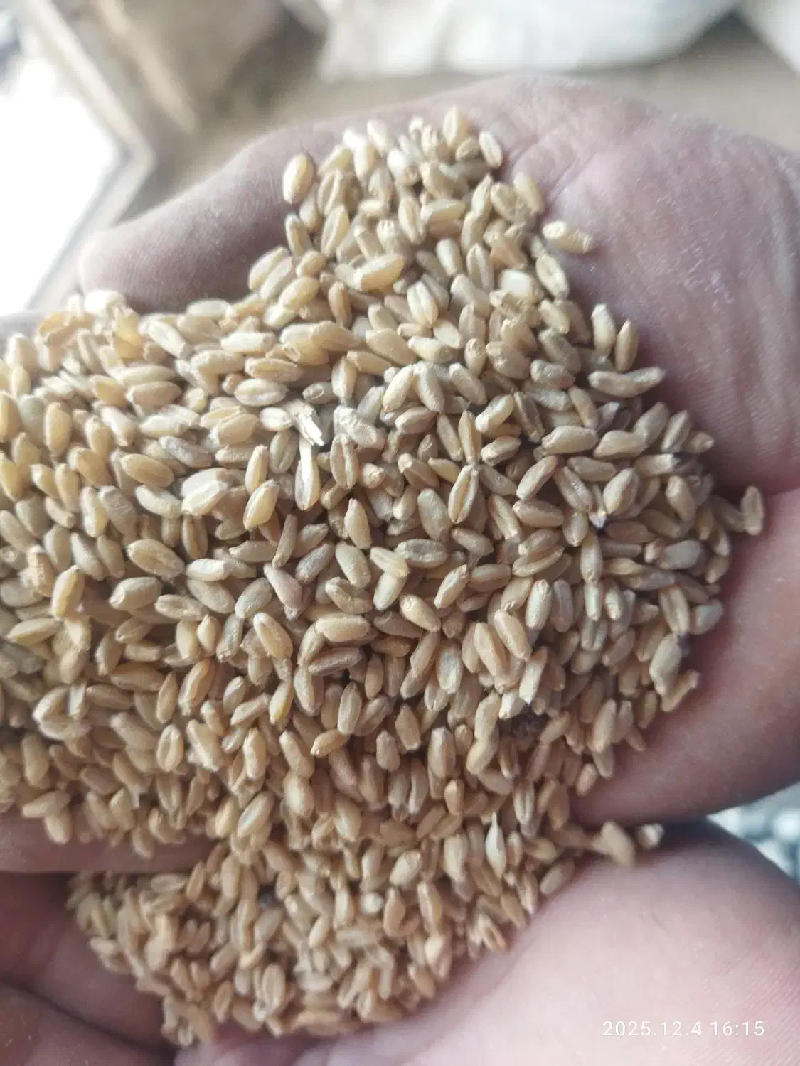 گندم تمیز کبیر|گل و گیاه طبیعی|الشتر, |دیوار