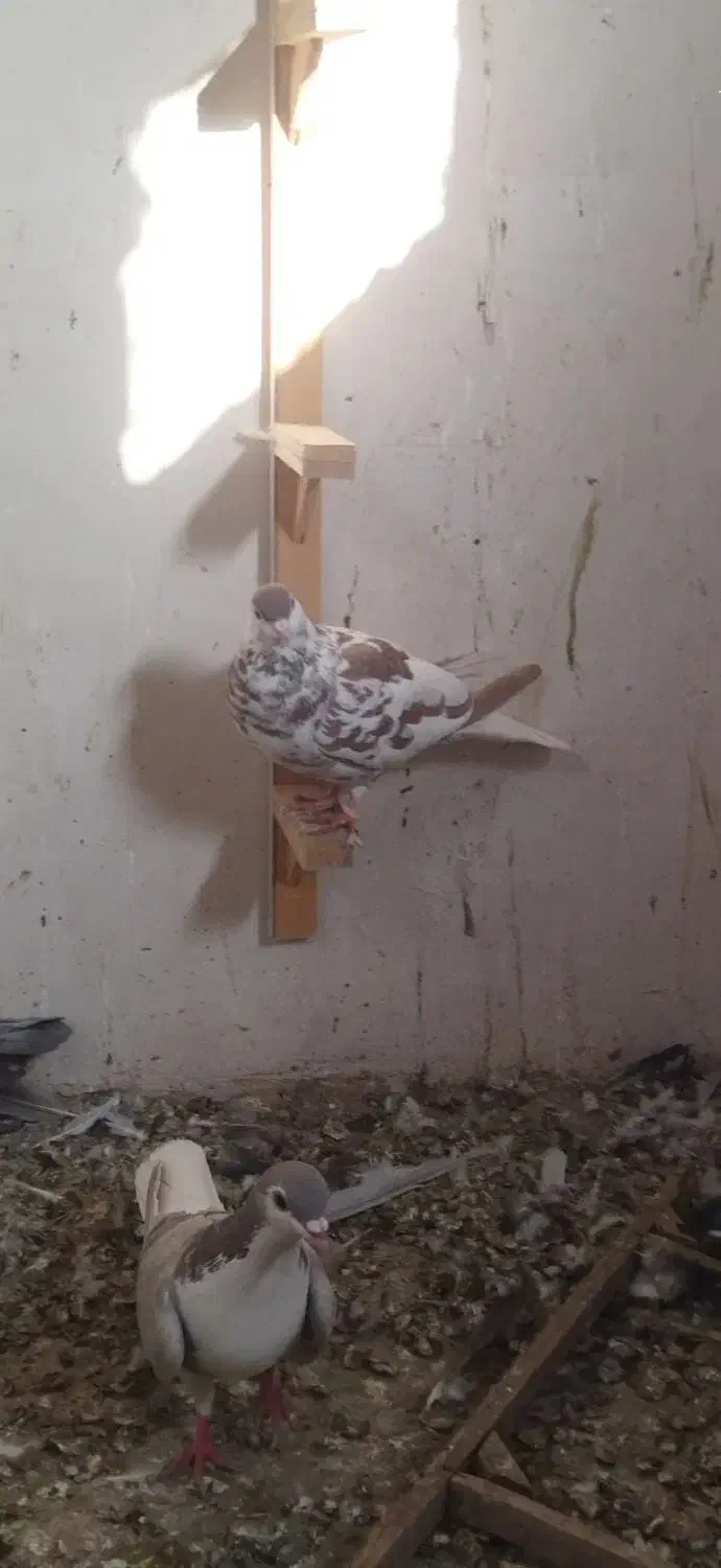 ساده و سرخ کرمونی|پرنده|مشهد, رده|دیوار