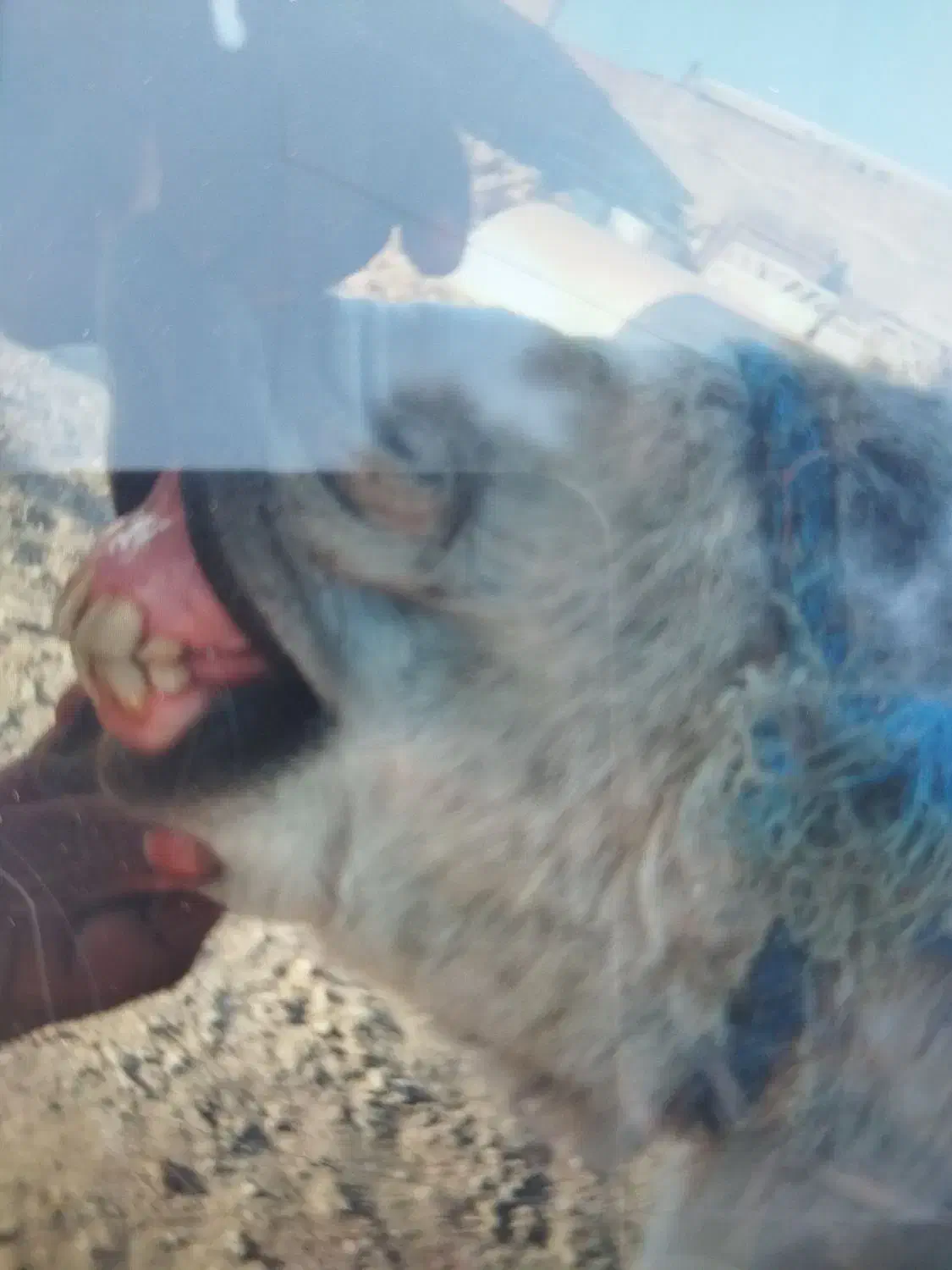 کره خر گله گی اروم فهمیده|حیوانات مزرعه|نیشابور, مبارکه|دیوار