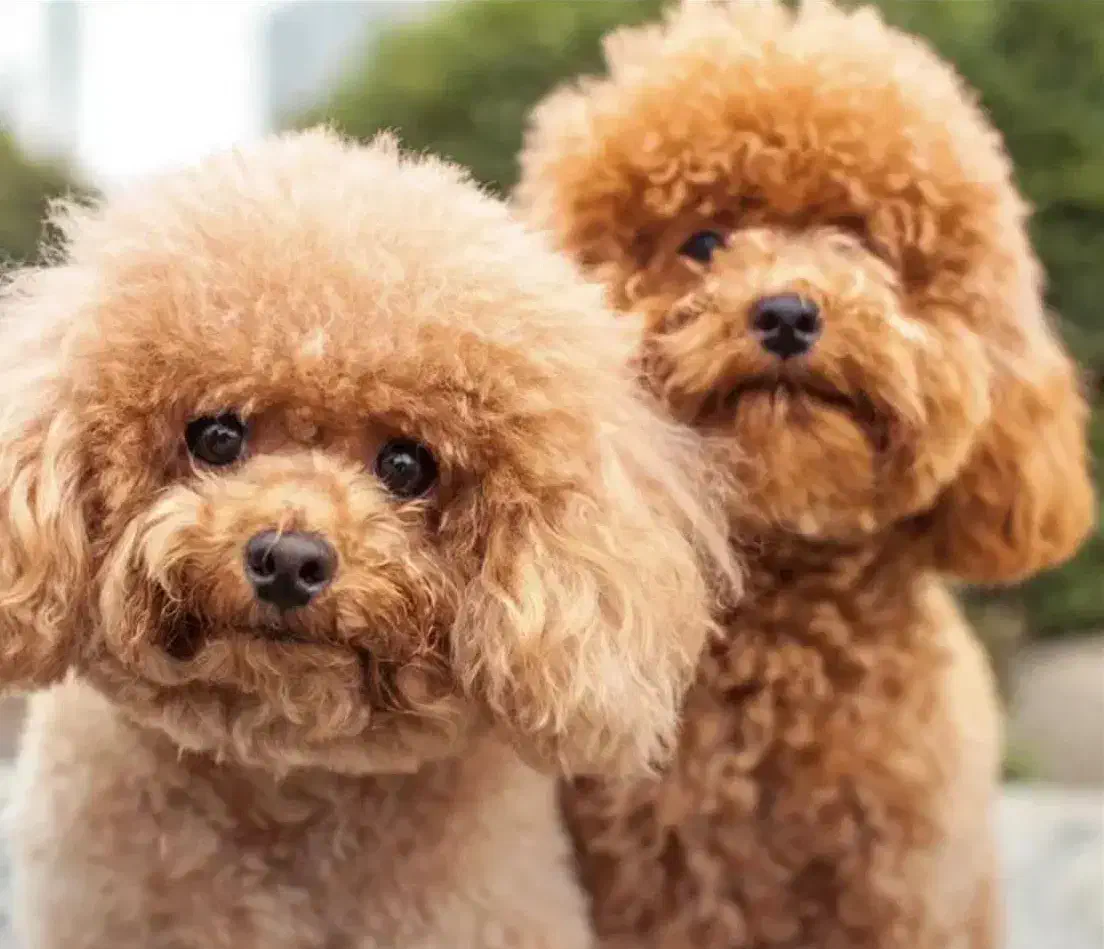 توی پودل اورجینال|سگ|مشهد, صیاد شیرازی|دیوار