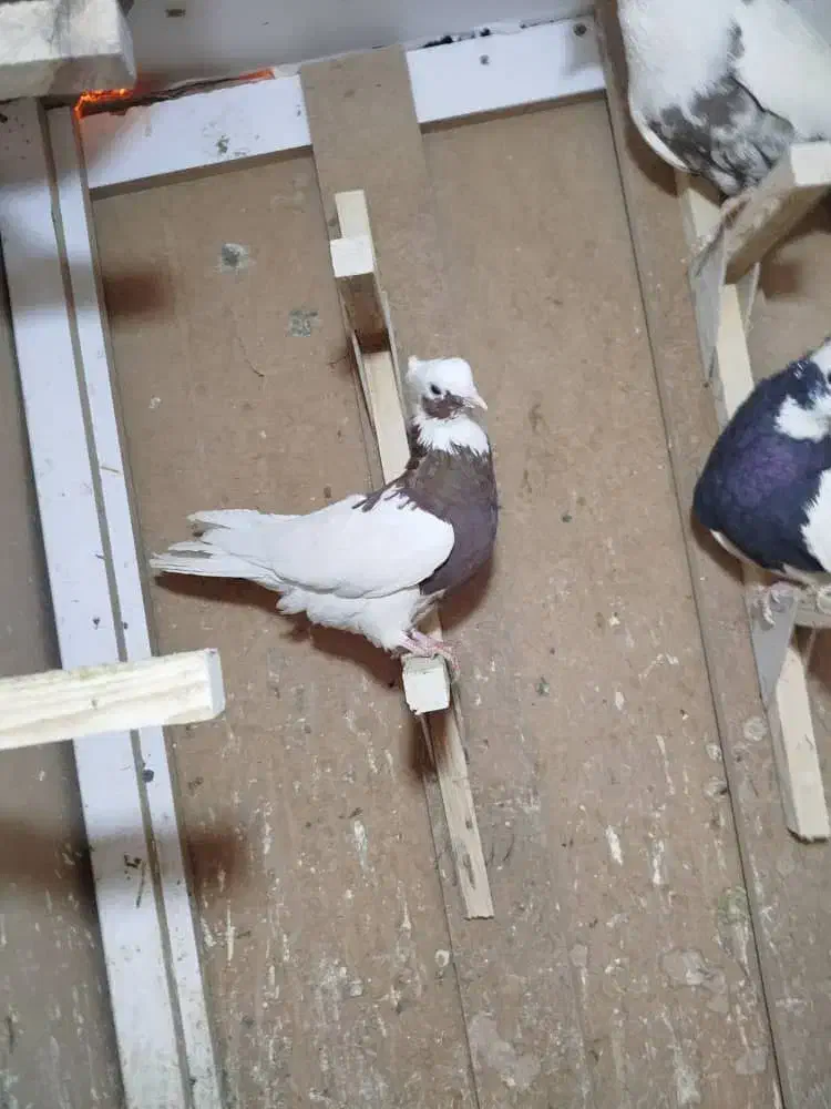 طوق سرخ بزن معاوضه|پرنده|مرودشت, ثبت احوال|دیوار