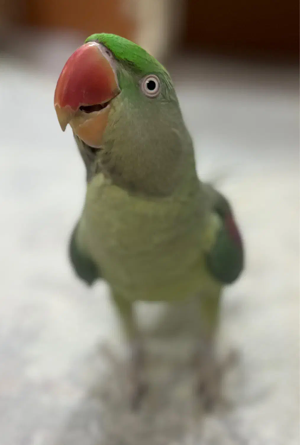 شاه طوطی|پرنده|ری, سیزده آبان|دیوار