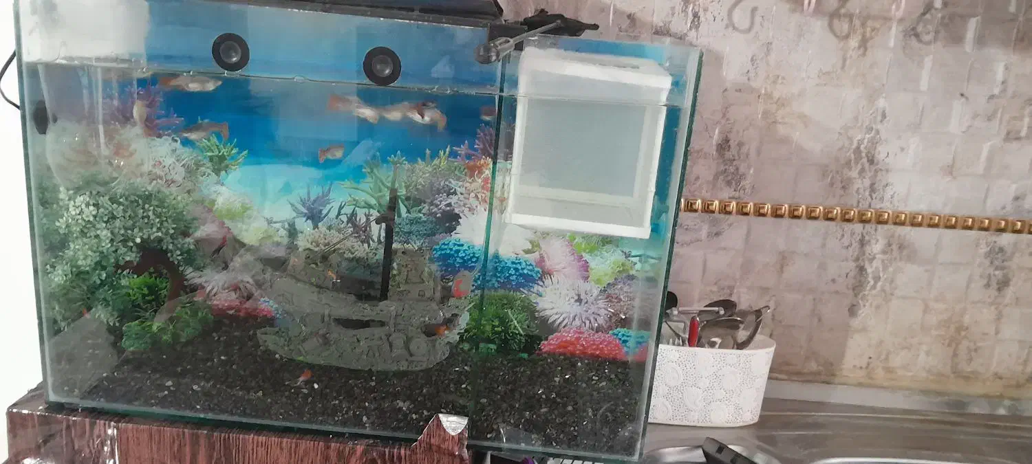 ماهی و اکواریوم گپی بچه ماهی|ماهی|مشهد, گلشور|دیوار
