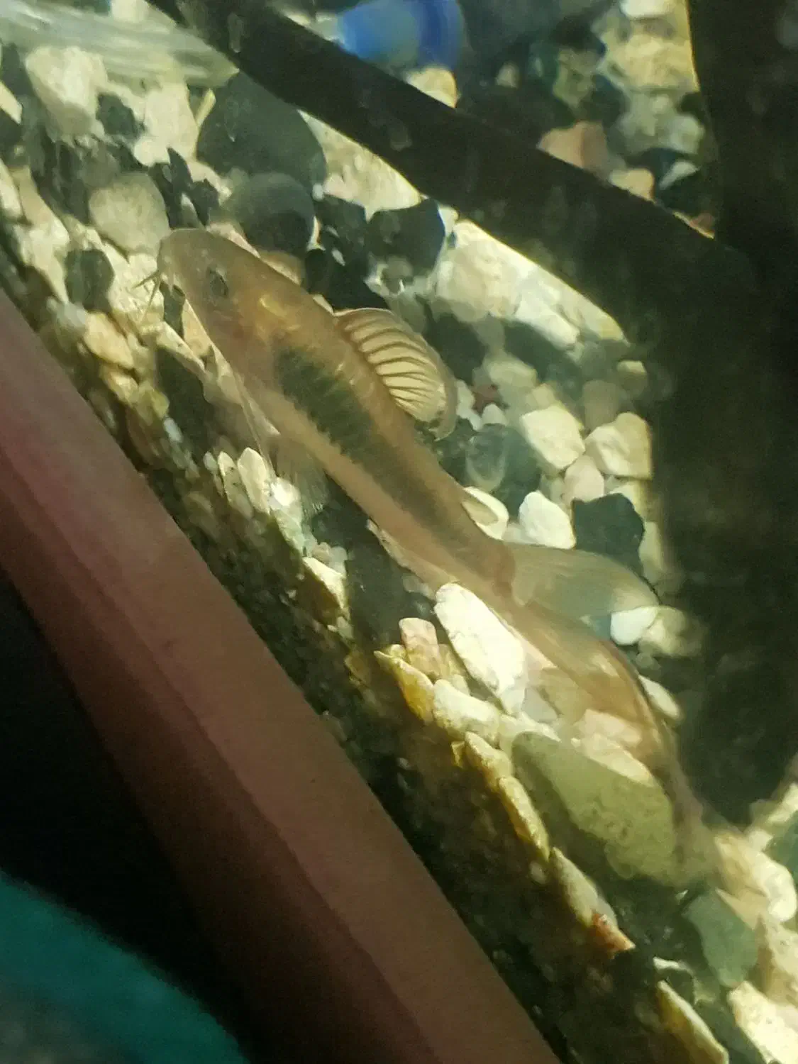 کوریدوراس نژاد دار باله بلند|ماهی|تربتحیدریه, قائم|دیوار