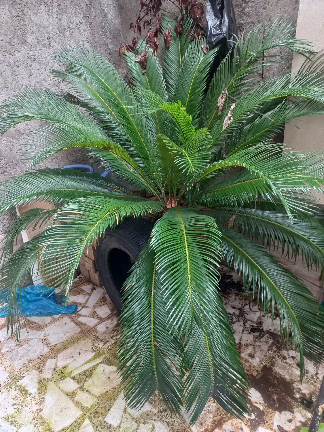 گل سیکاس|گل و گیاه طبیعی|رشت, احمد گوراب|دیوار