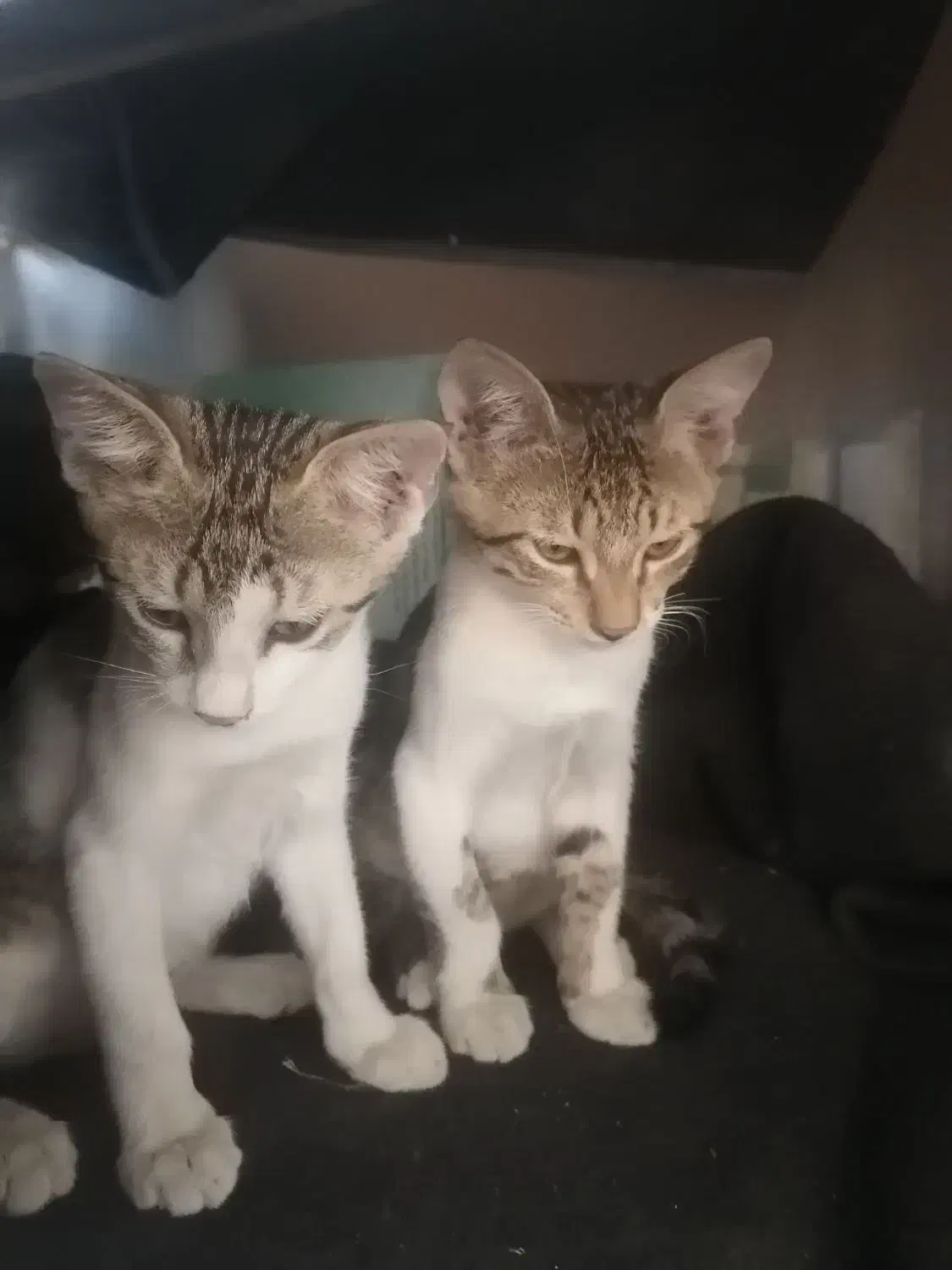 دوعدد بچه گربه اهلی|گربه|بندرعباس, |دیوار