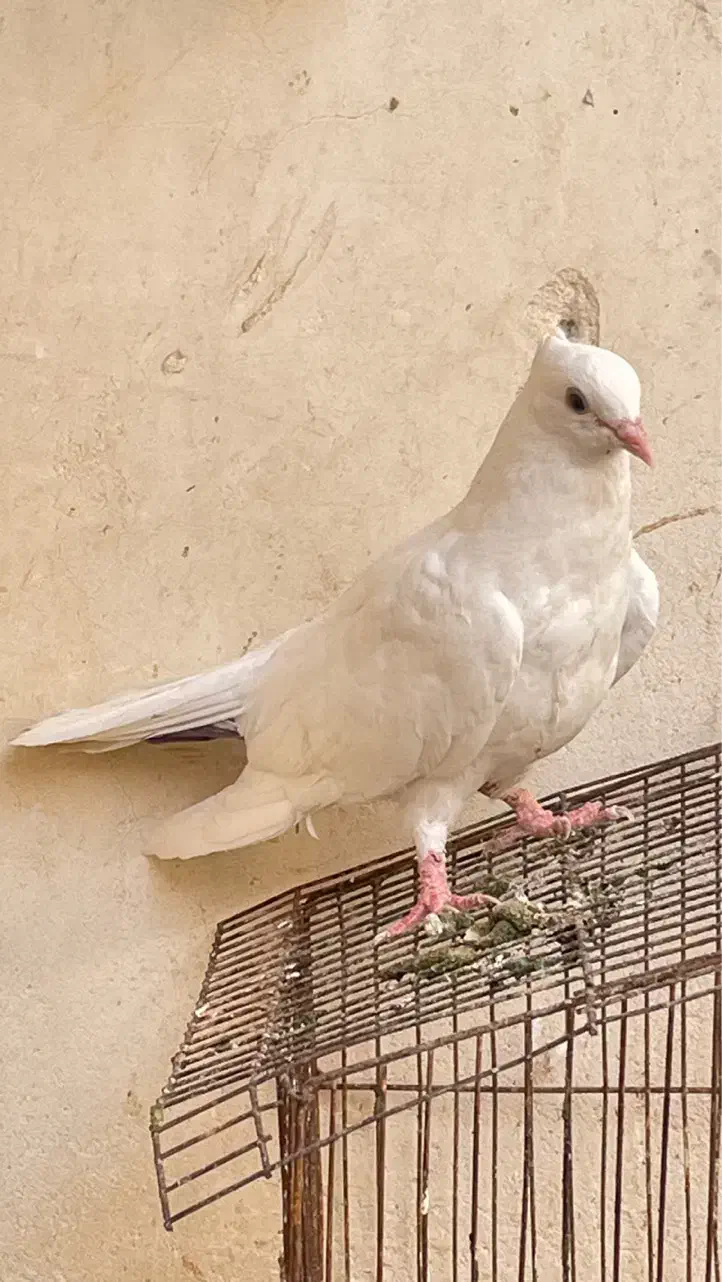 کبوتر سفید|پرنده|شادگان, |دیوار