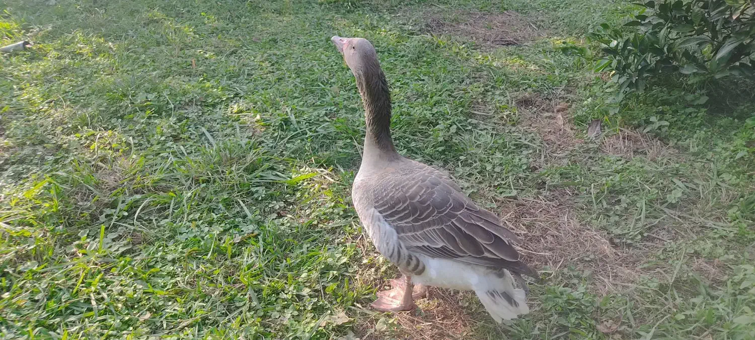 غاز نر|حیوانات مزرعه|فومن, |دیوار