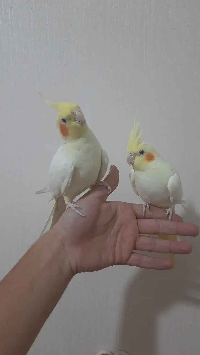 یک جفت عروس هلندی لوتینو مولد|پرنده|فردیس, شهرک راه آهن|دیوار