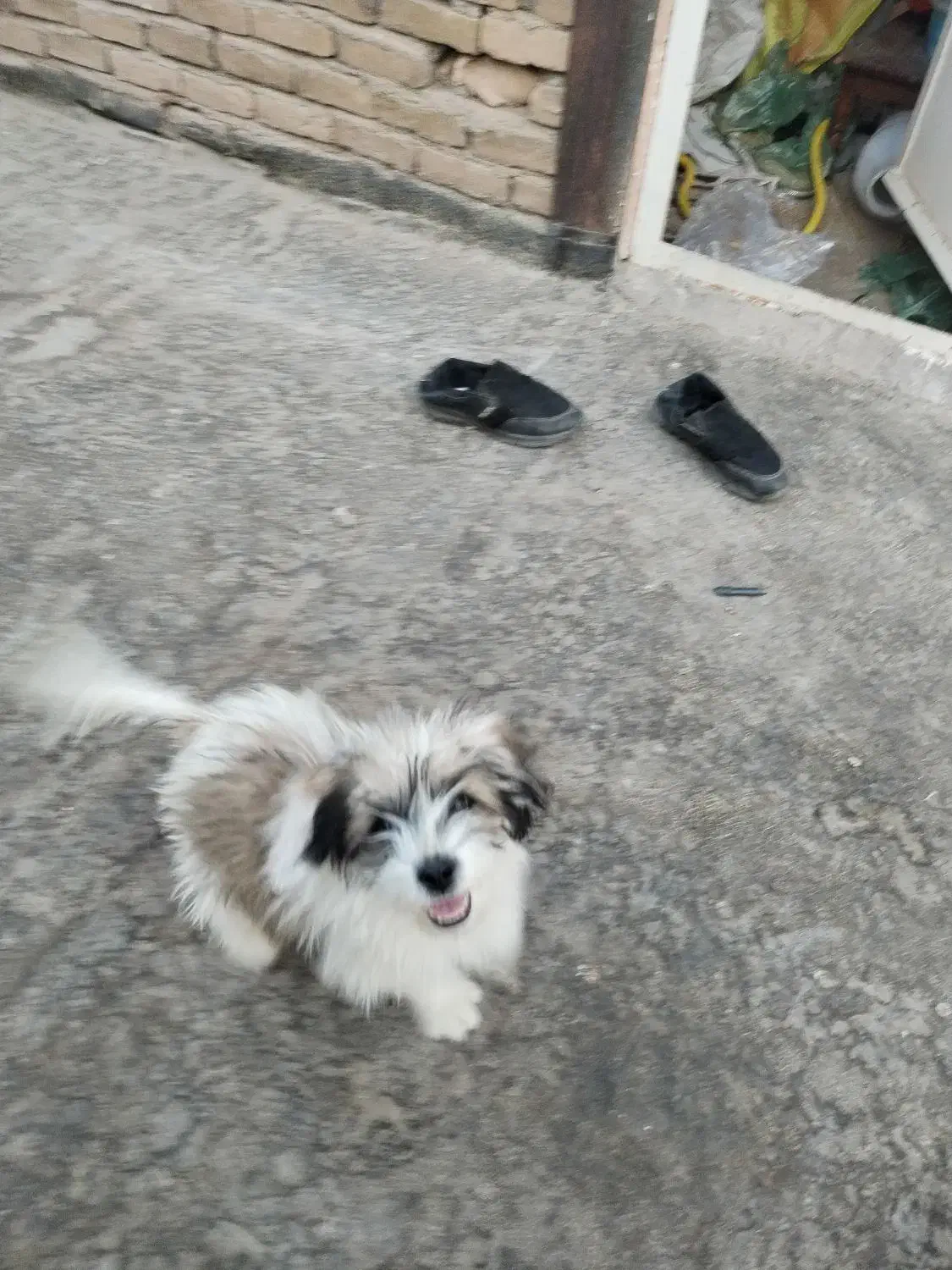 سگ شیتزو|سگ|سبزوار, هویزه|دیوار