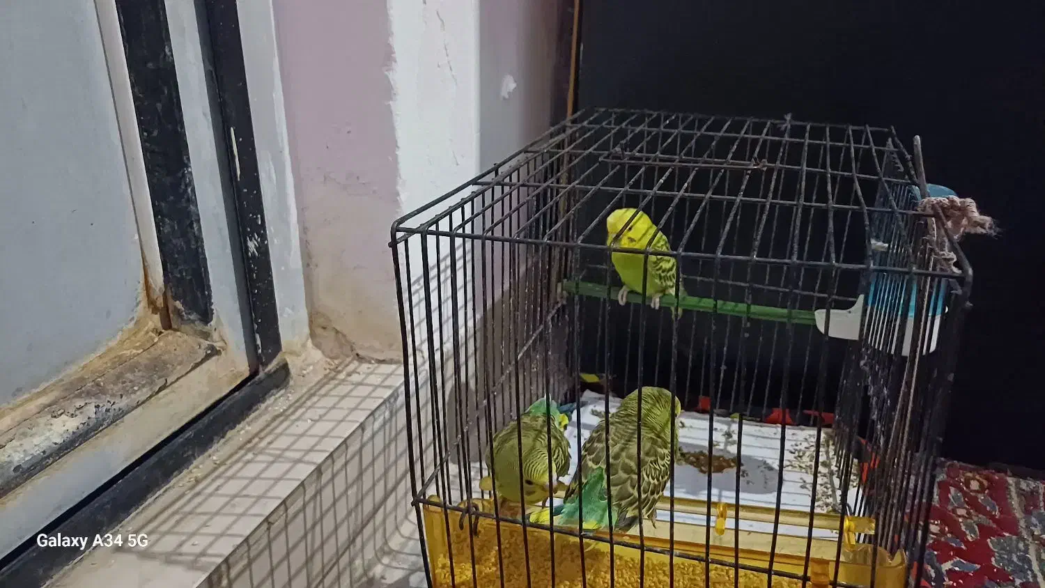 سه تا مرغ عشق|پرنده|گرگان, |دیوار