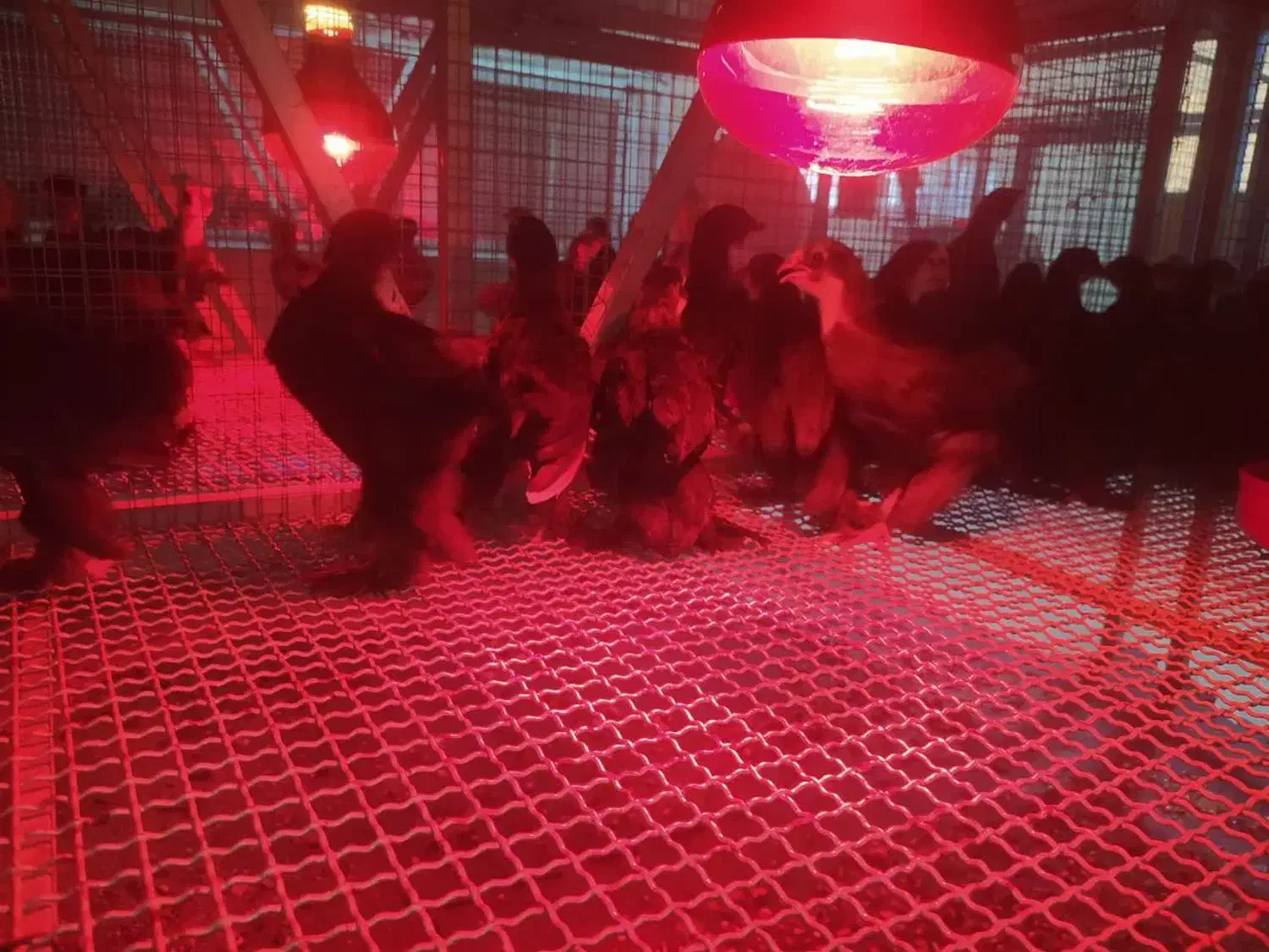 جوجه یک روزه و یک ماهه مرندی اصیل|حیوانات مزرعه|ری, شهرری|دیوار