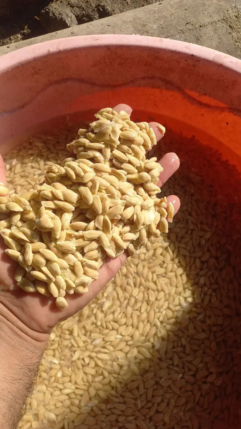 خریدار نارنج و هسته نارنج|خدمات باغبانی و درختکاری|گرگان, |دیوار