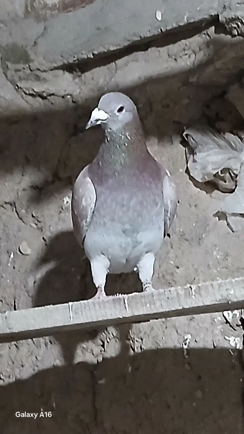 مسافتی|پرنده|مشگین شهر, |دیوار