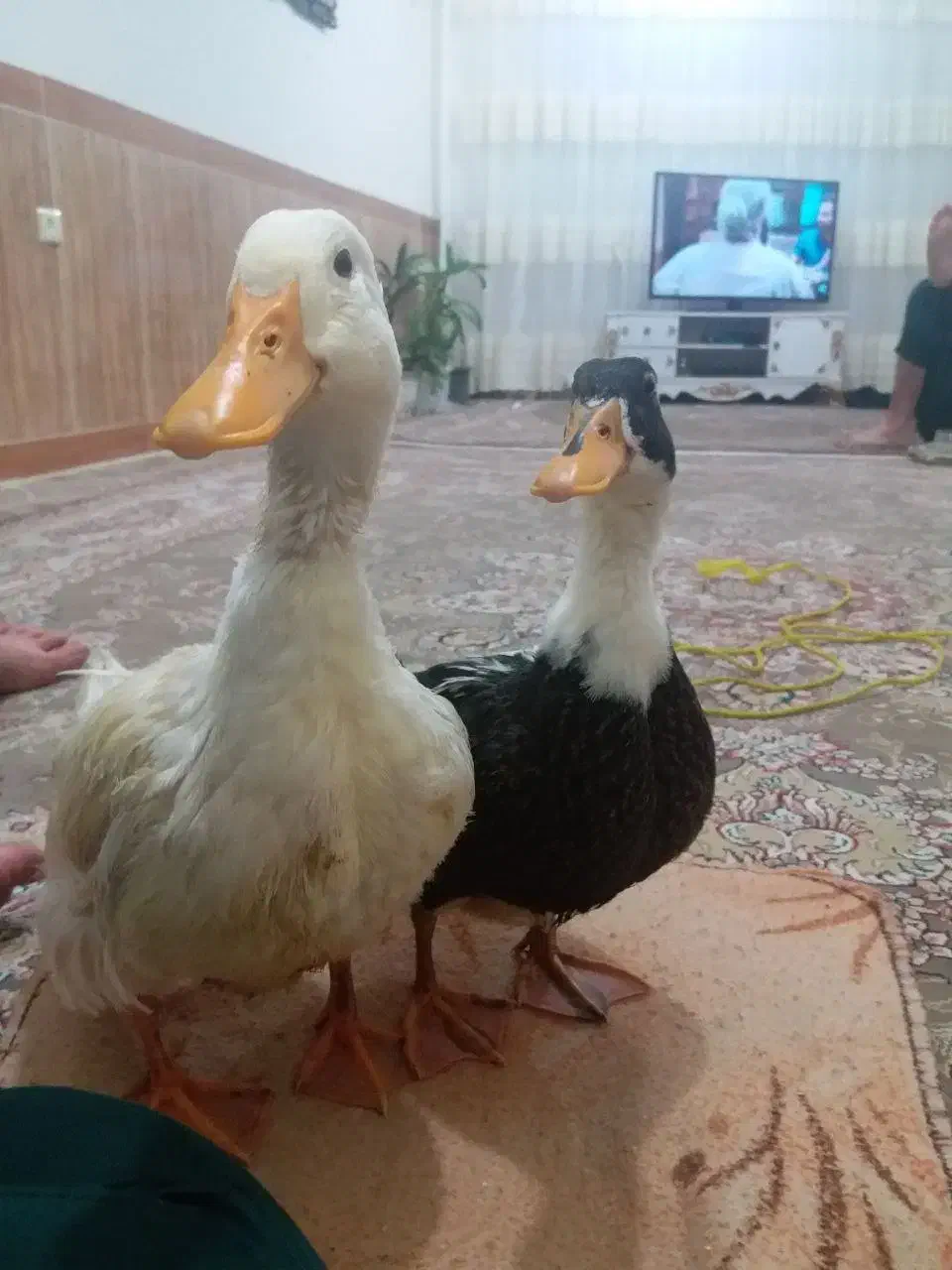 ازدواج|فعالیت داوطلبانه|بانه, |دیوار